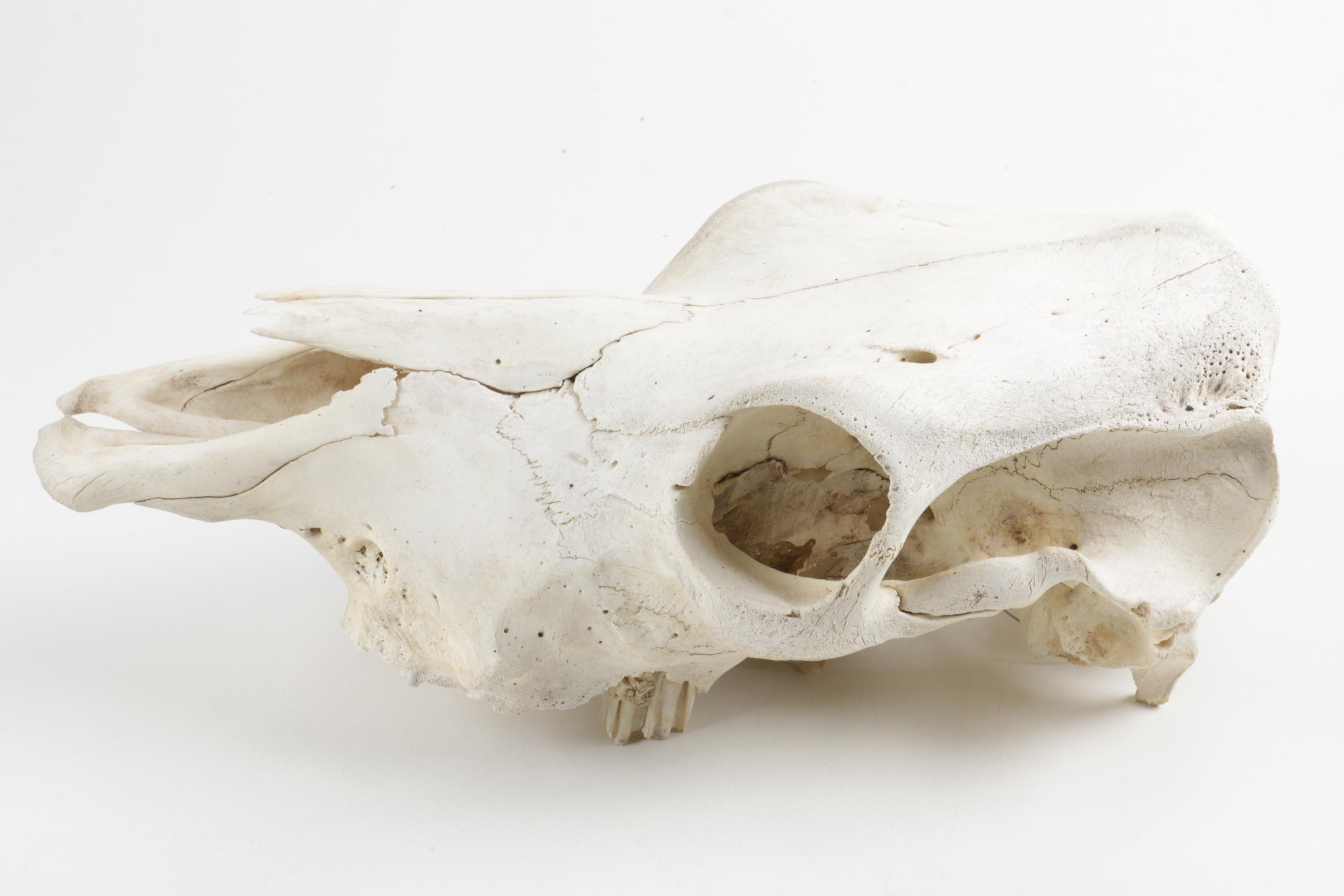 Horse Skull