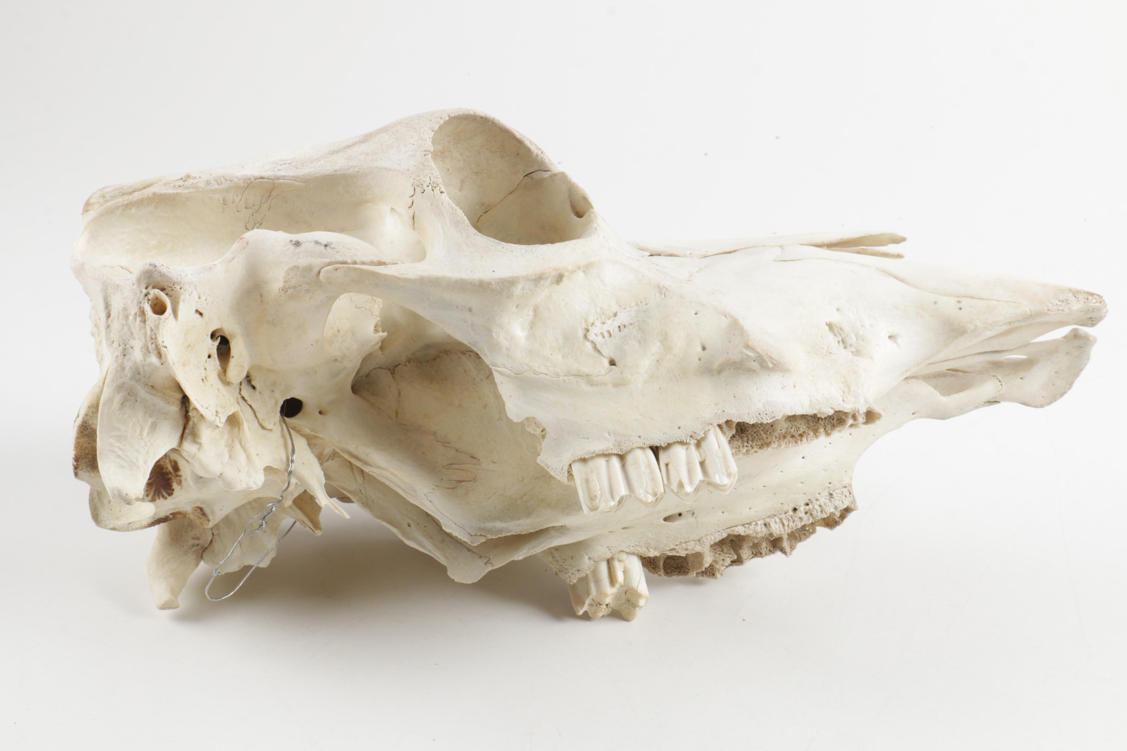 Horse Skull