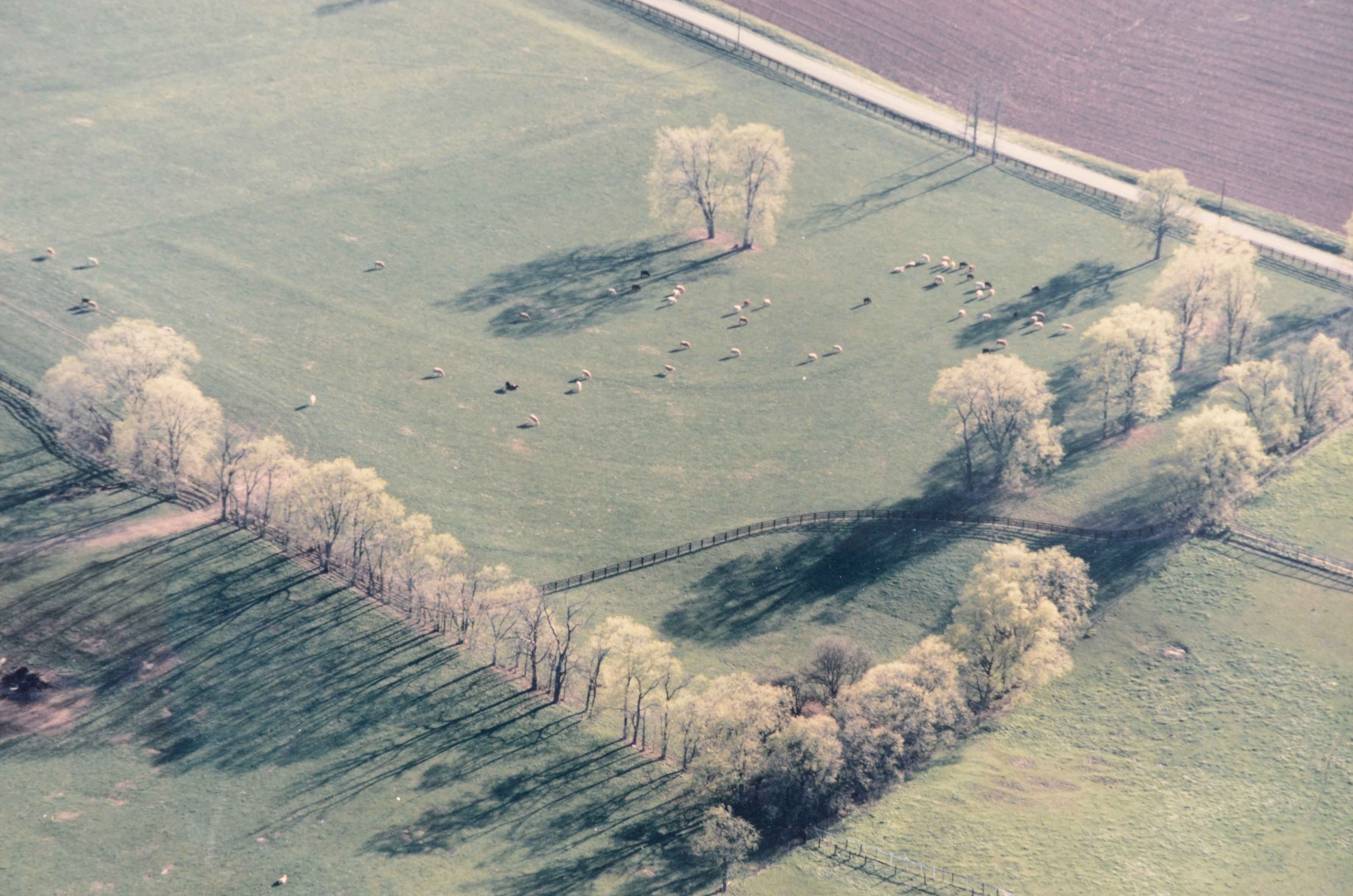 Barry Andersen Original Color Aerial Photograph of Farmland with Livestock