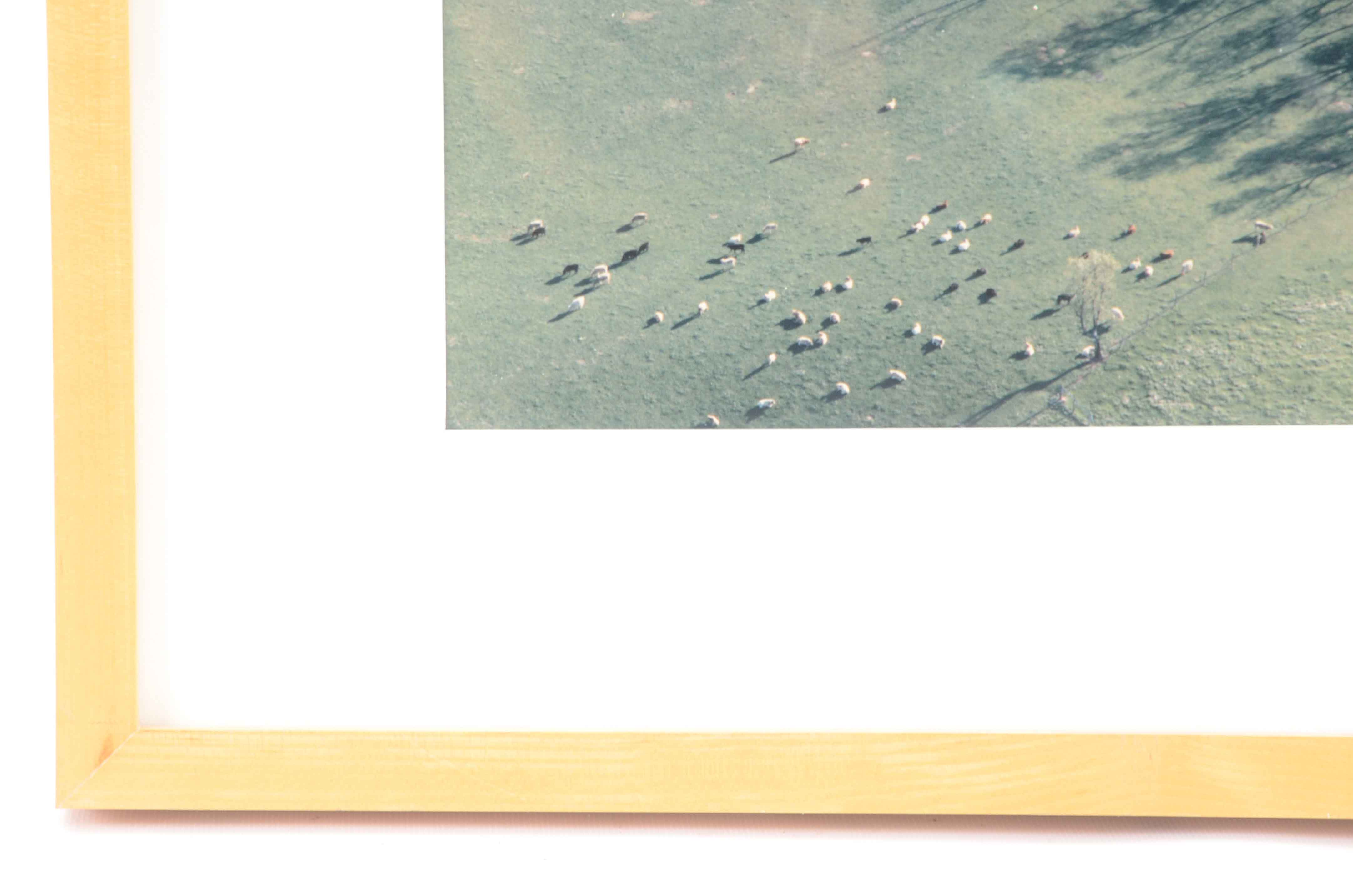 Barry Andersen Original Color Aerial Photograph of Farmland with Livestock