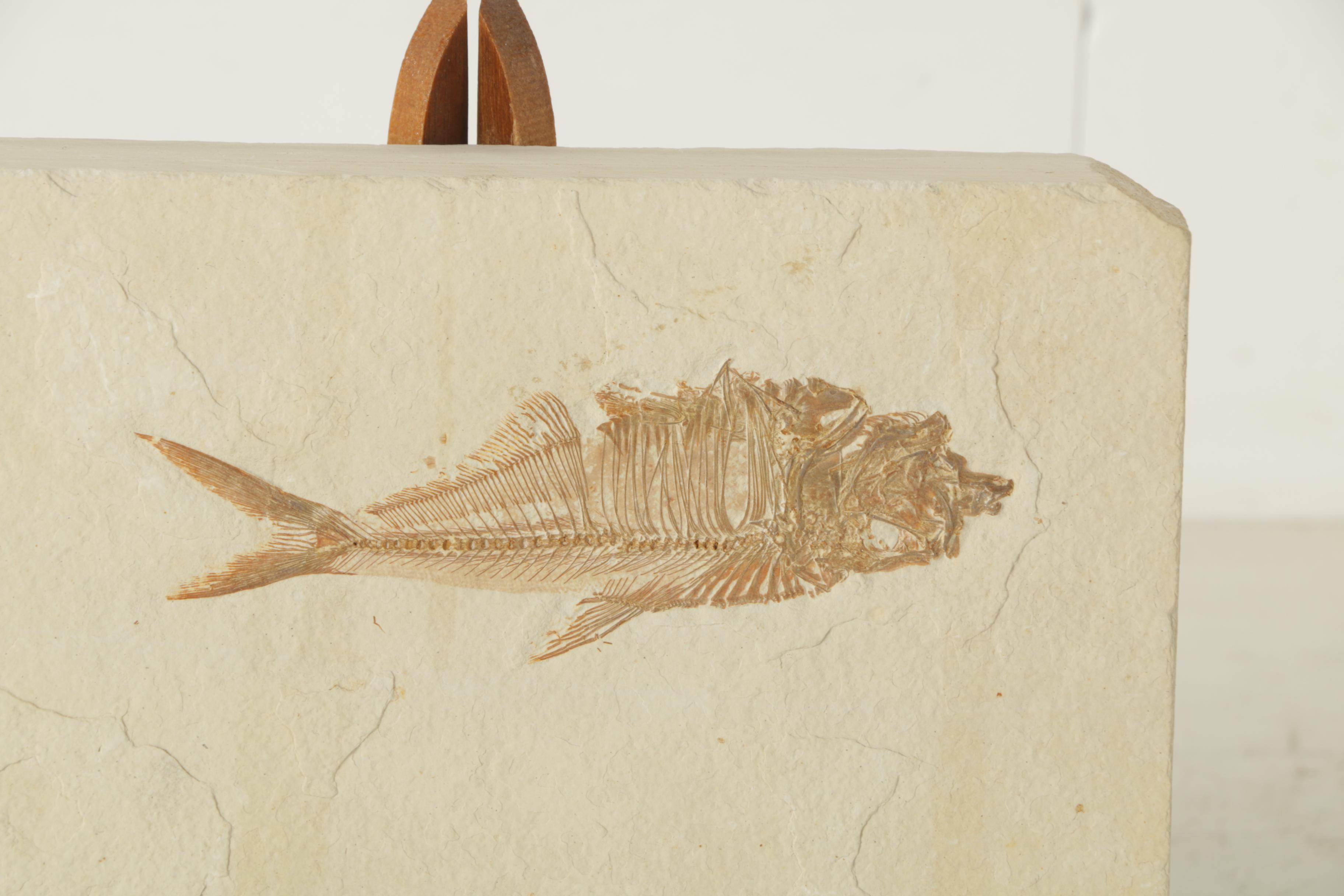 Fossil "Knightia" Fish Specimen with Display Easel
