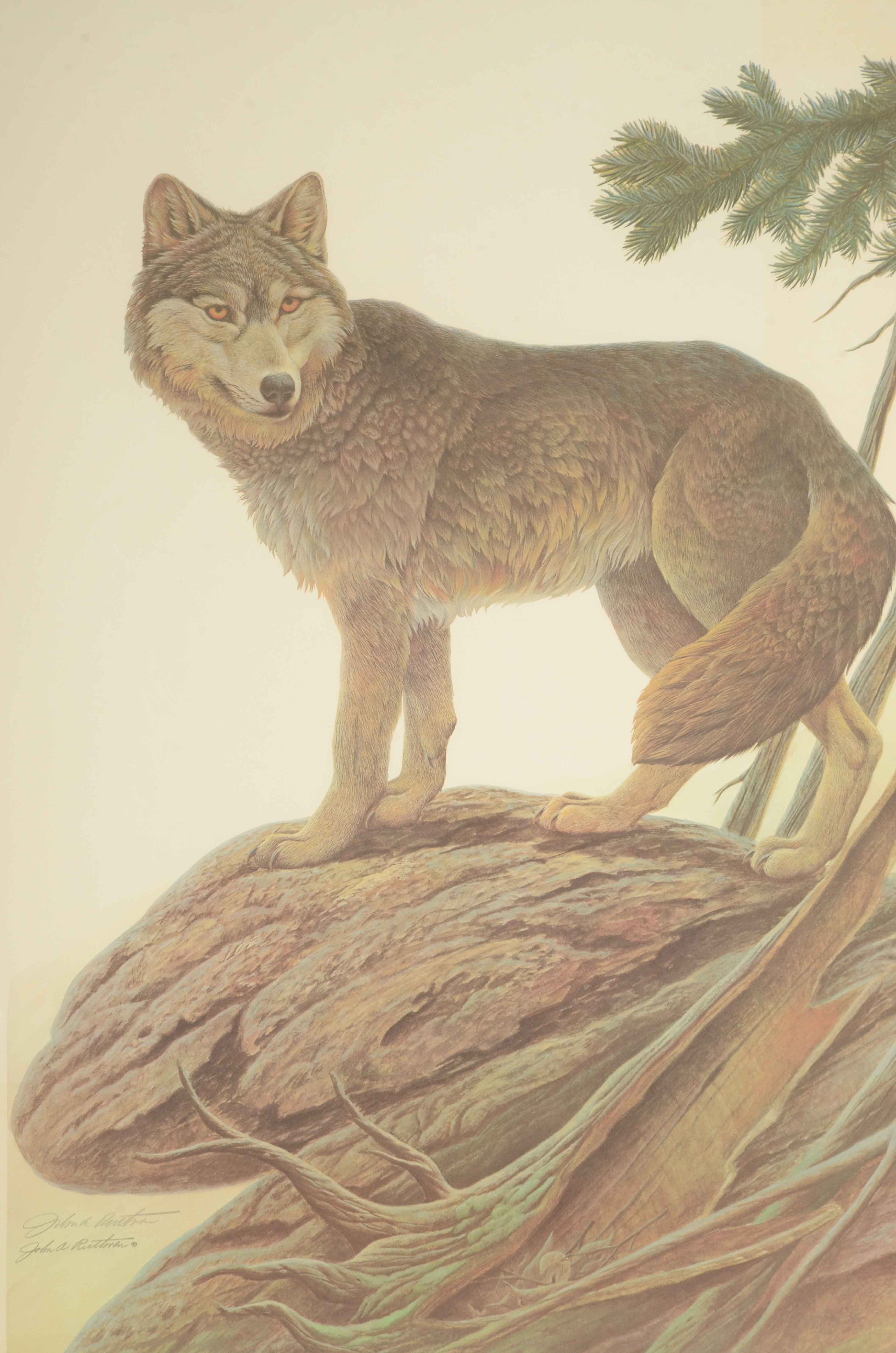 John Ruthven Signed Limited Edition Offset Lithograph "Timber Wolf"