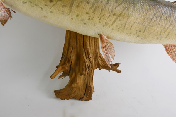 Taxidermy Barracuda Mounted on Driftwood