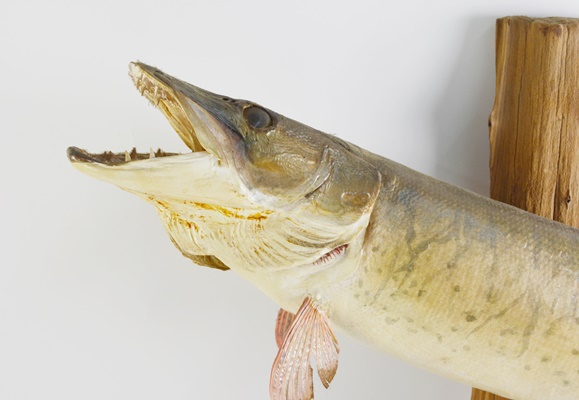 Taxidermy Barracuda Mounted on Driftwood