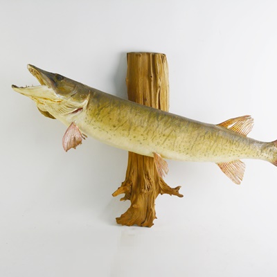 Taxidermy Barracuda Mounted on Driftwood