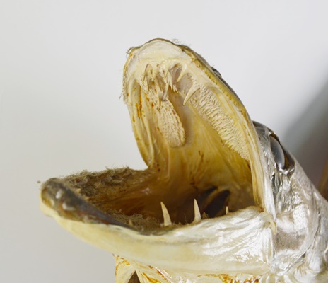 Taxidermy Barracuda Mounted on Driftwood