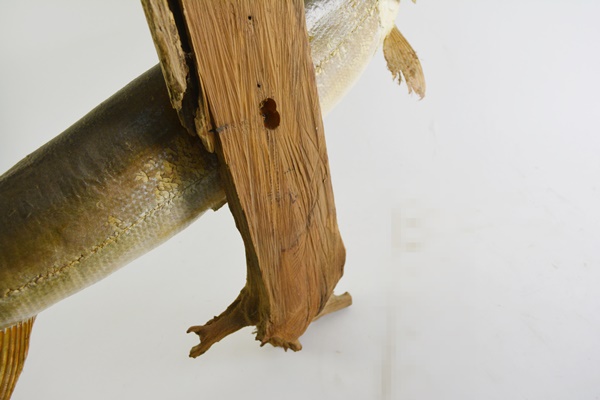 Taxidermy Barracuda Mounted on Driftwood
