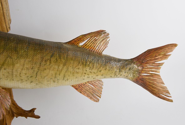 Taxidermy Barracuda Mounted on Driftwood