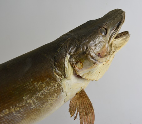 Taxidermy Barracuda Mounted on Driftwood