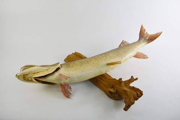 Taxidermy Barracuda Mounted on Driftwood