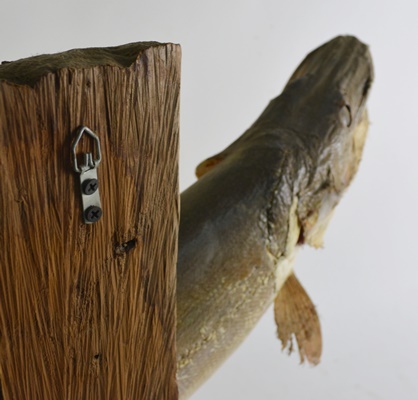 Taxidermy Barracuda Mounted on Driftwood