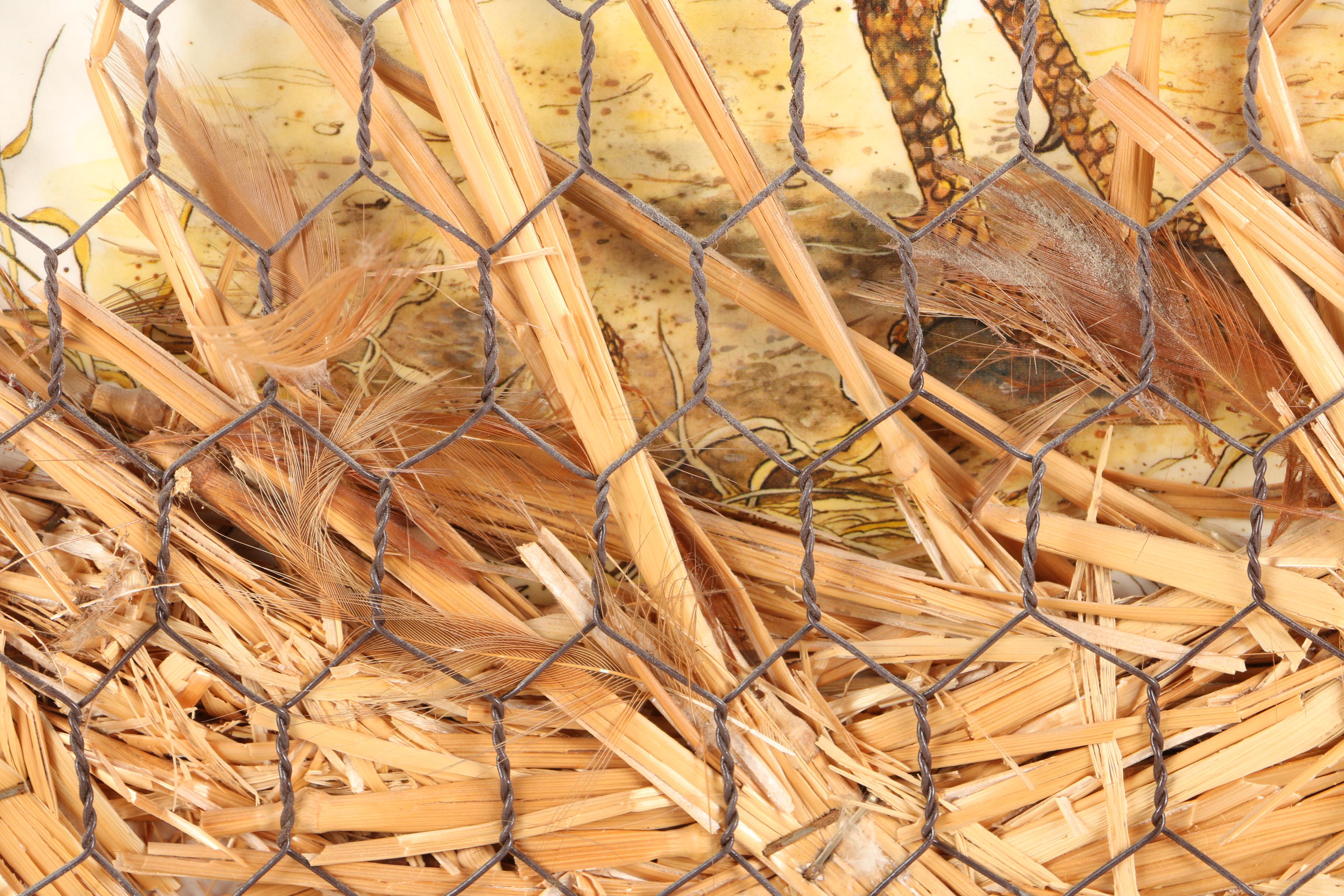 Offset Lithograph on Paper with Chicken Wire, Straw, and Feathers of a Rooster