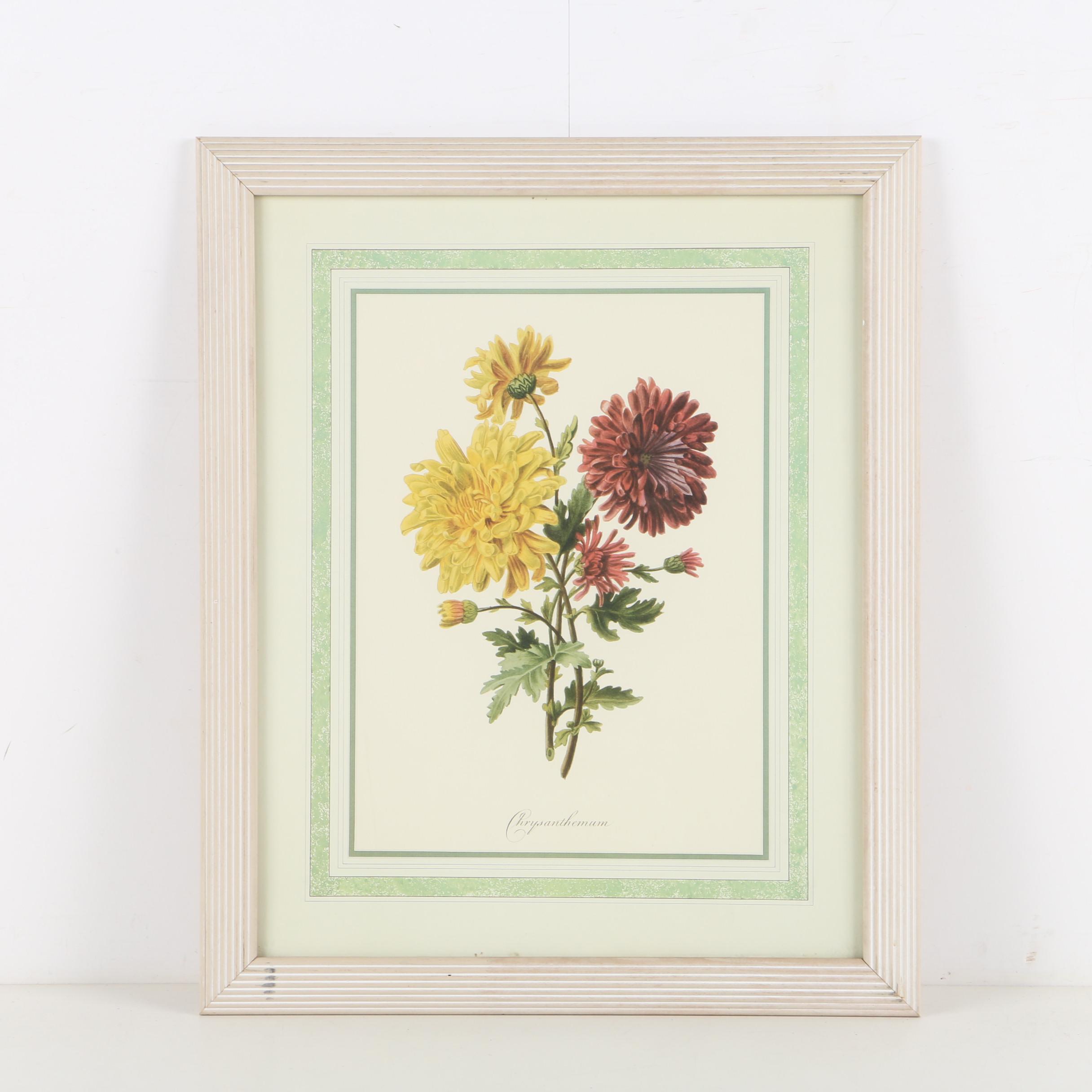 Offset Lithograph on Paper of Chrysanthemums