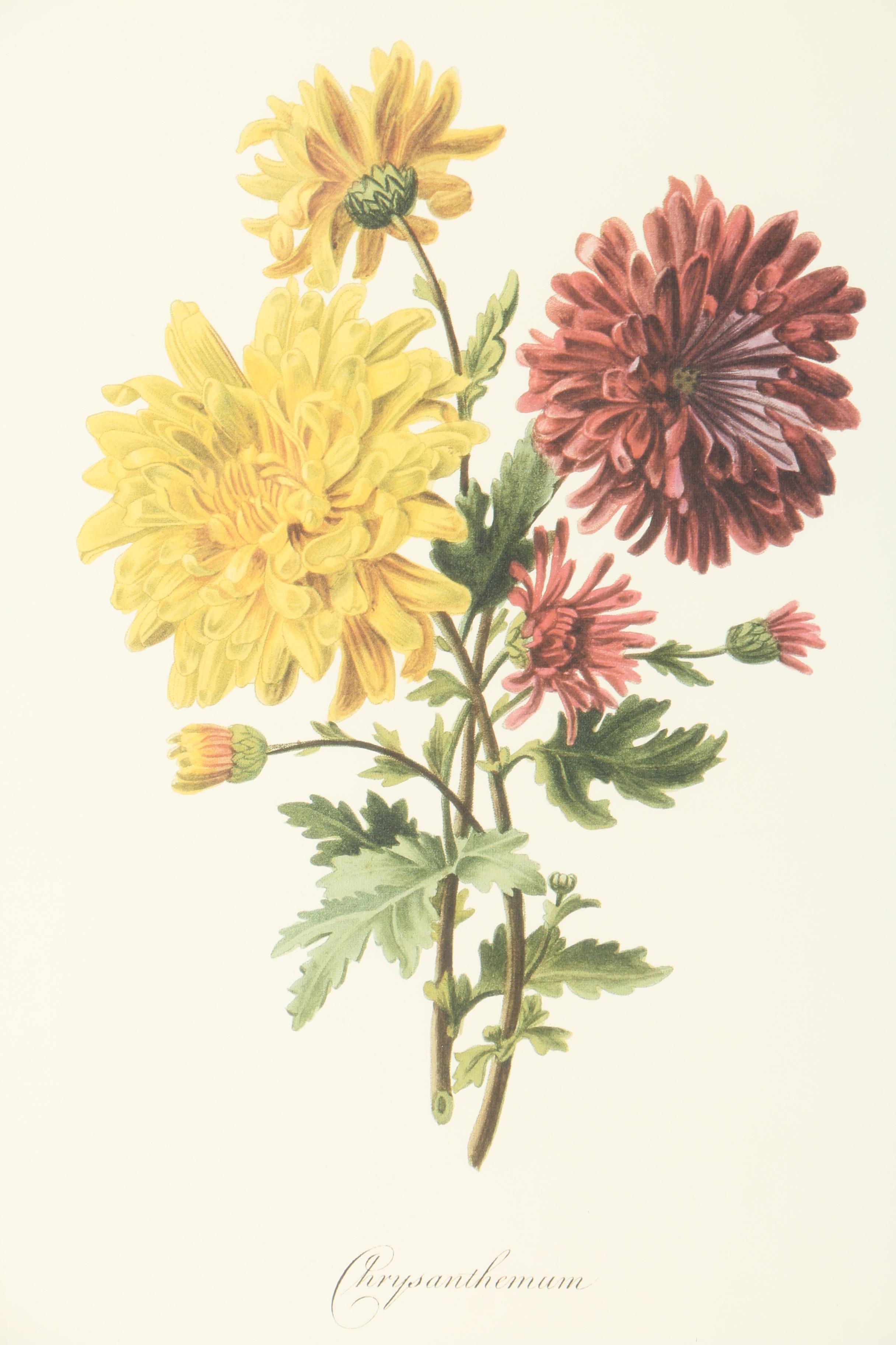 Offset Lithograph on Paper of Chrysanthemums