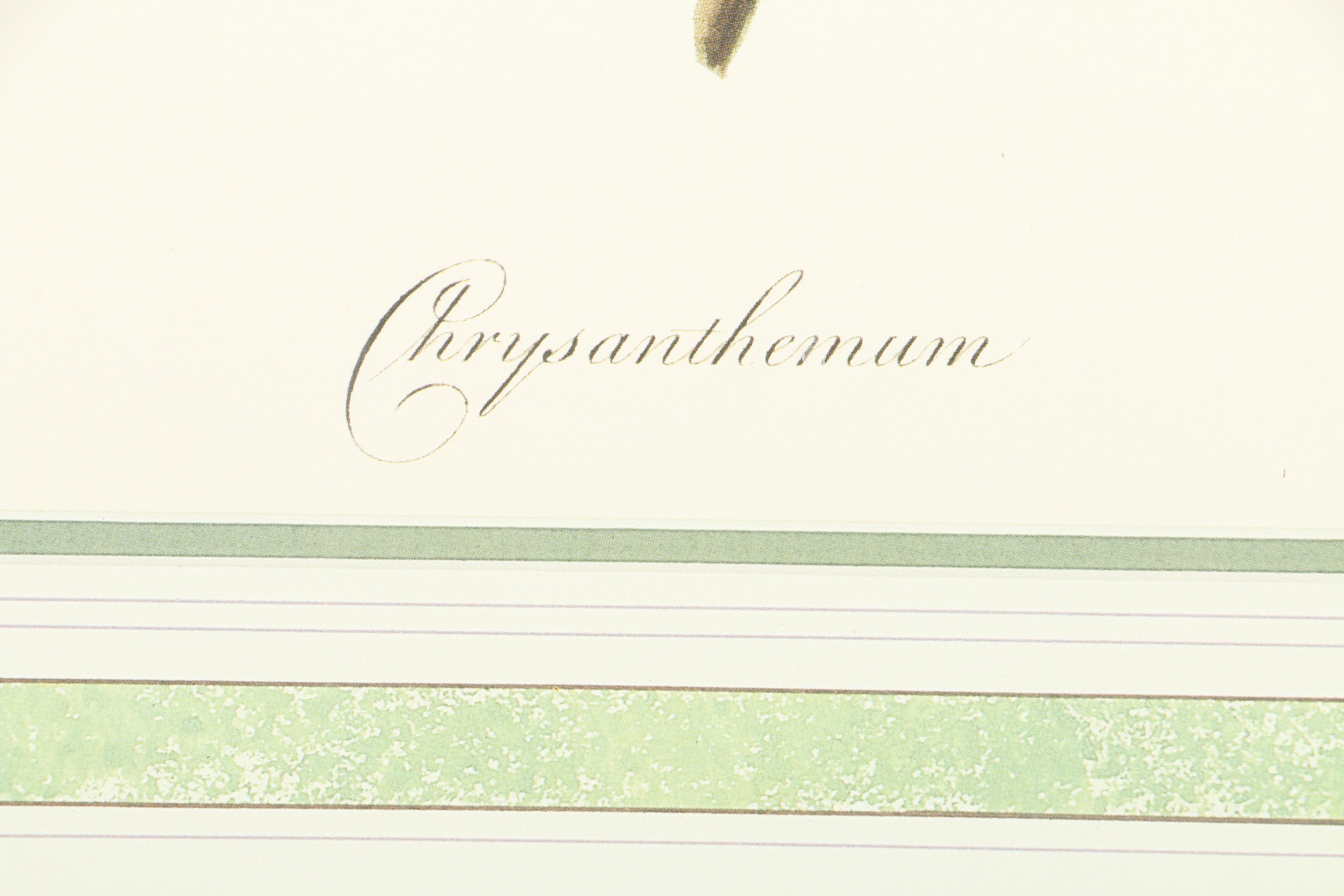 Offset Lithograph on Paper of Chrysanthemums