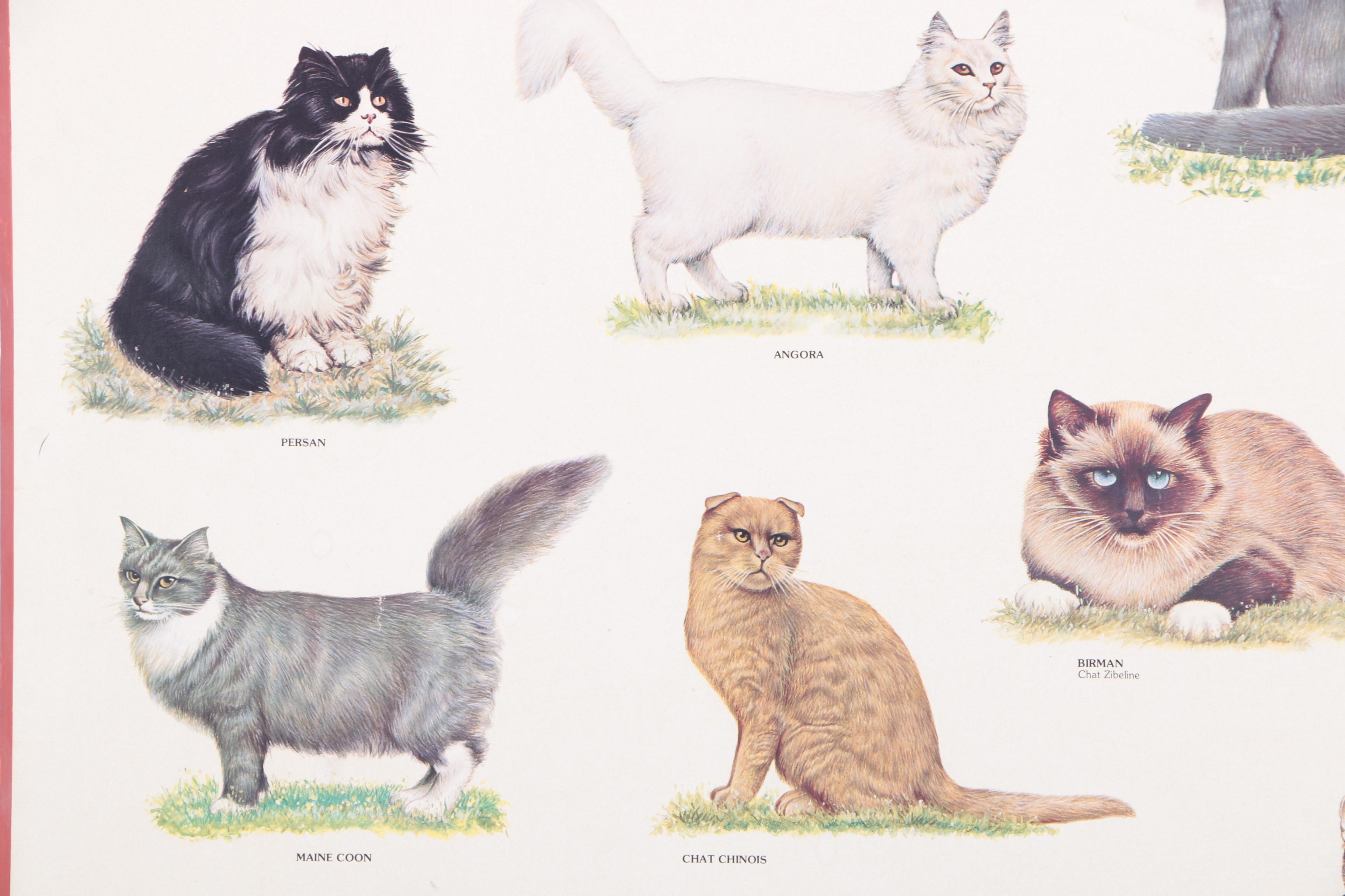 Offset Lithograph Print on Paper "Chats"