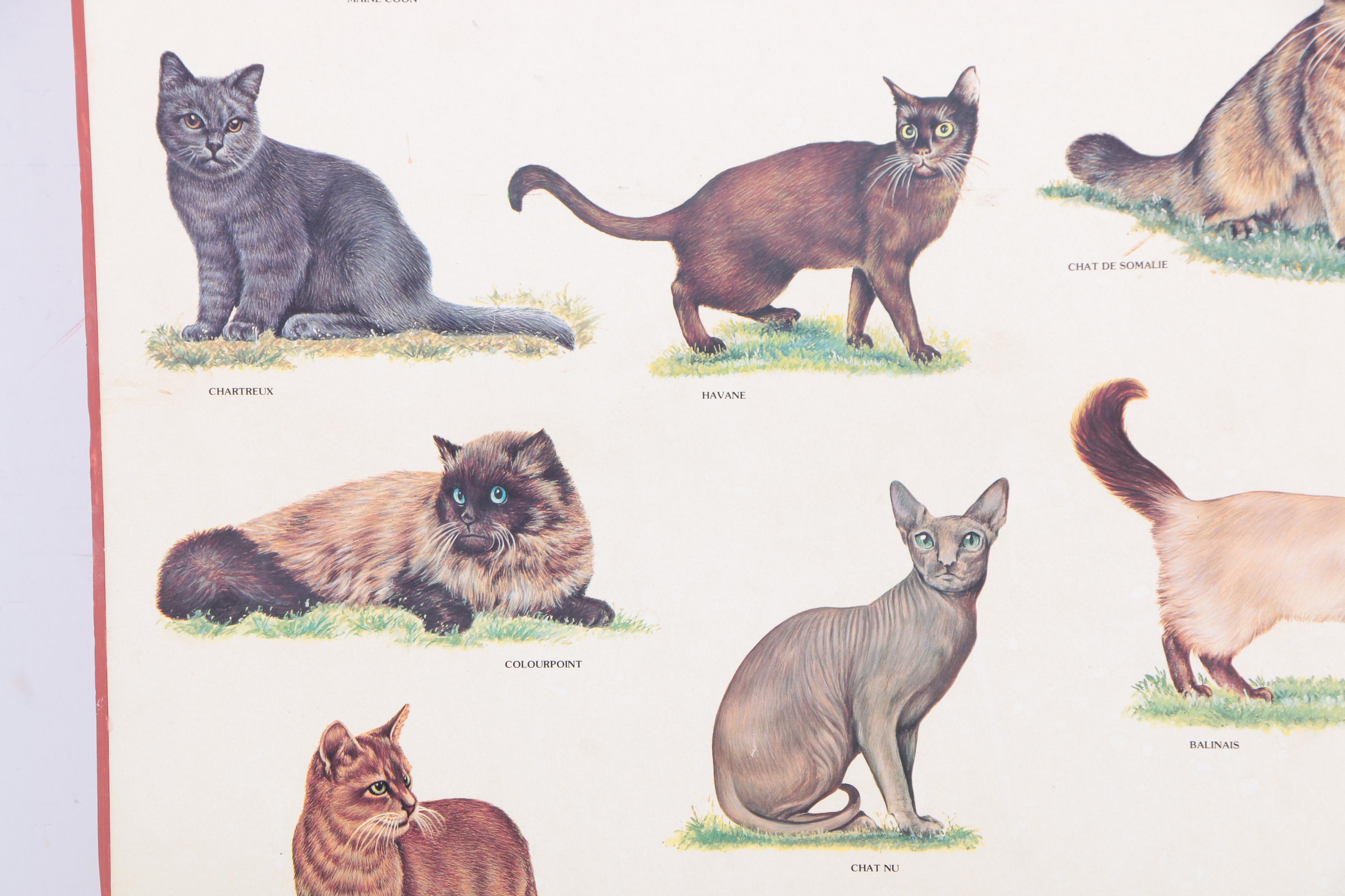 Offset Lithograph Print on Paper "Chats"