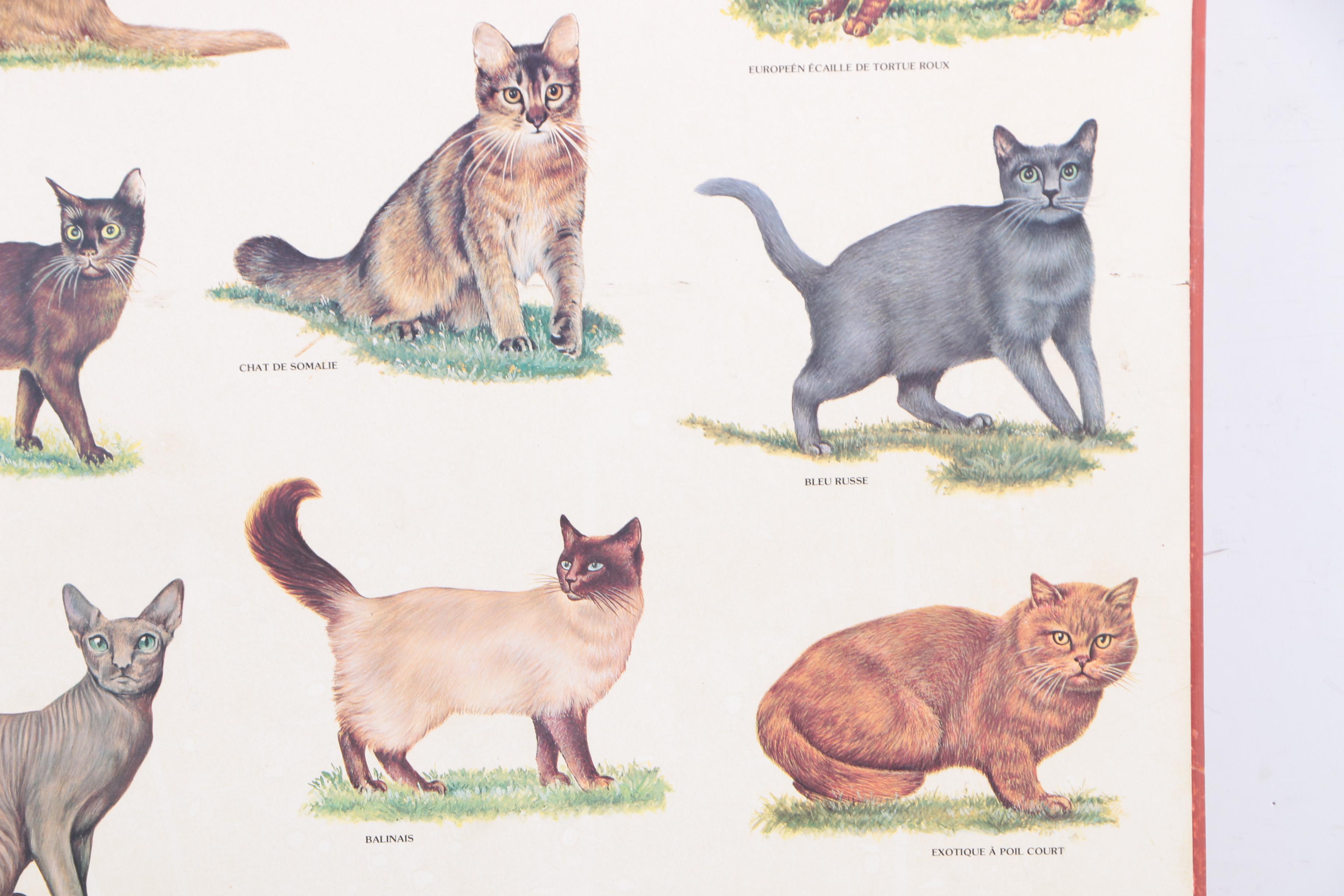 Offset Lithograph Print on Paper "Chats"