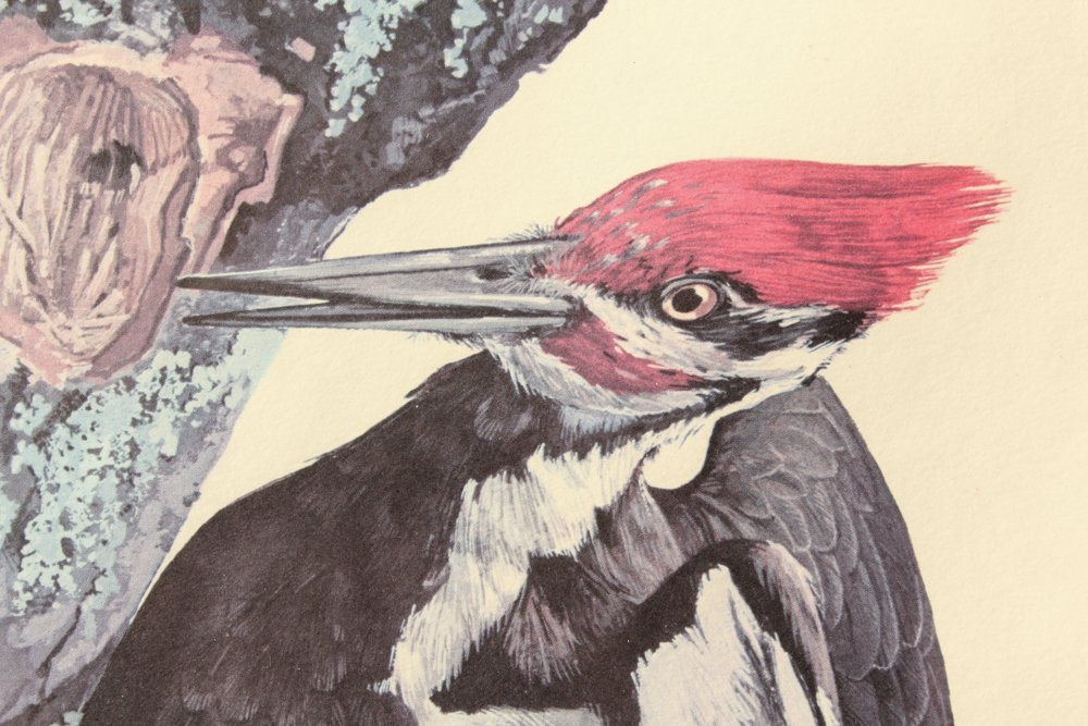 Tom Dunnington Signed Limited Edition Offset Lithograph "Pileated Woodpecker"