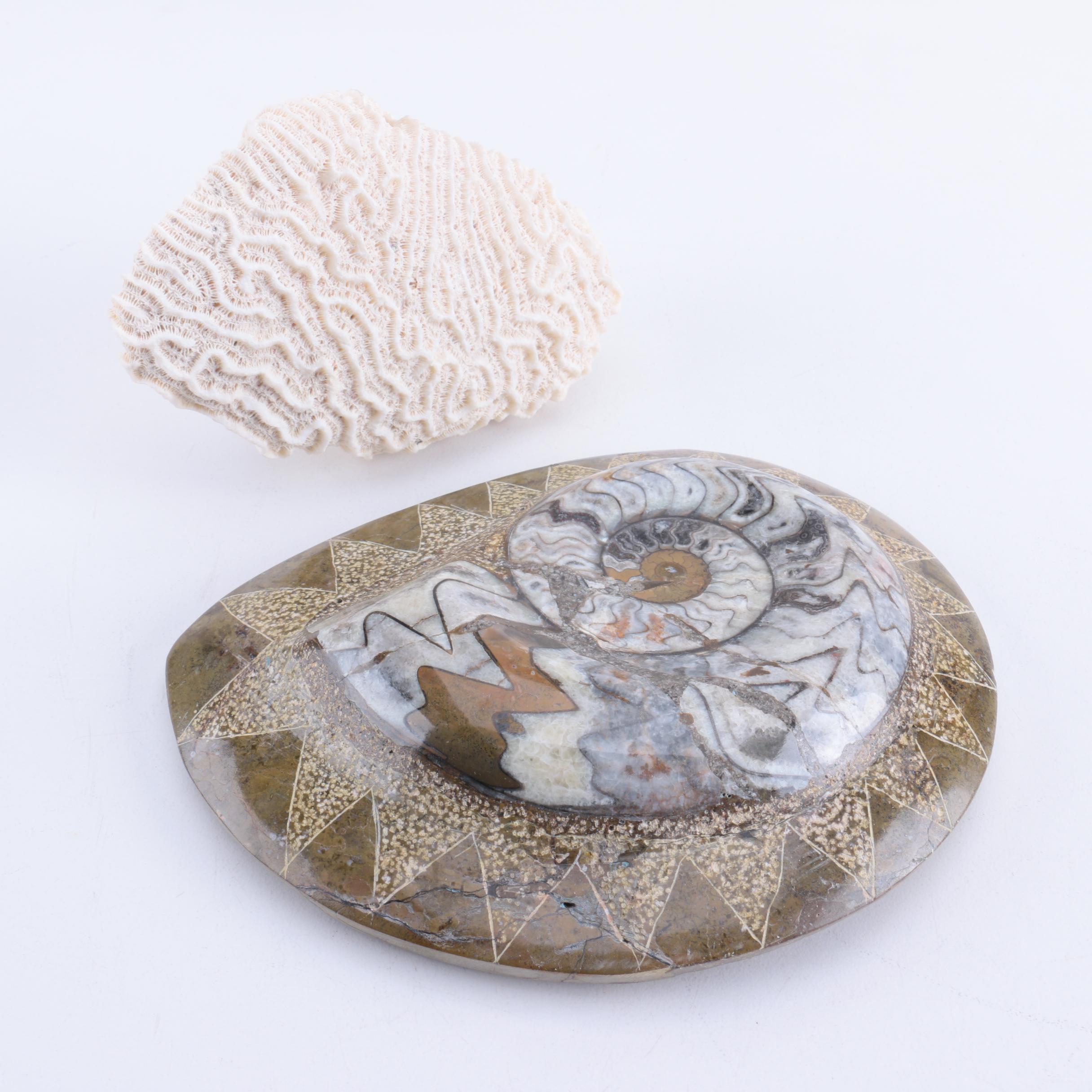 Scleractinian Coral and Ammonoid Fossil Specimens