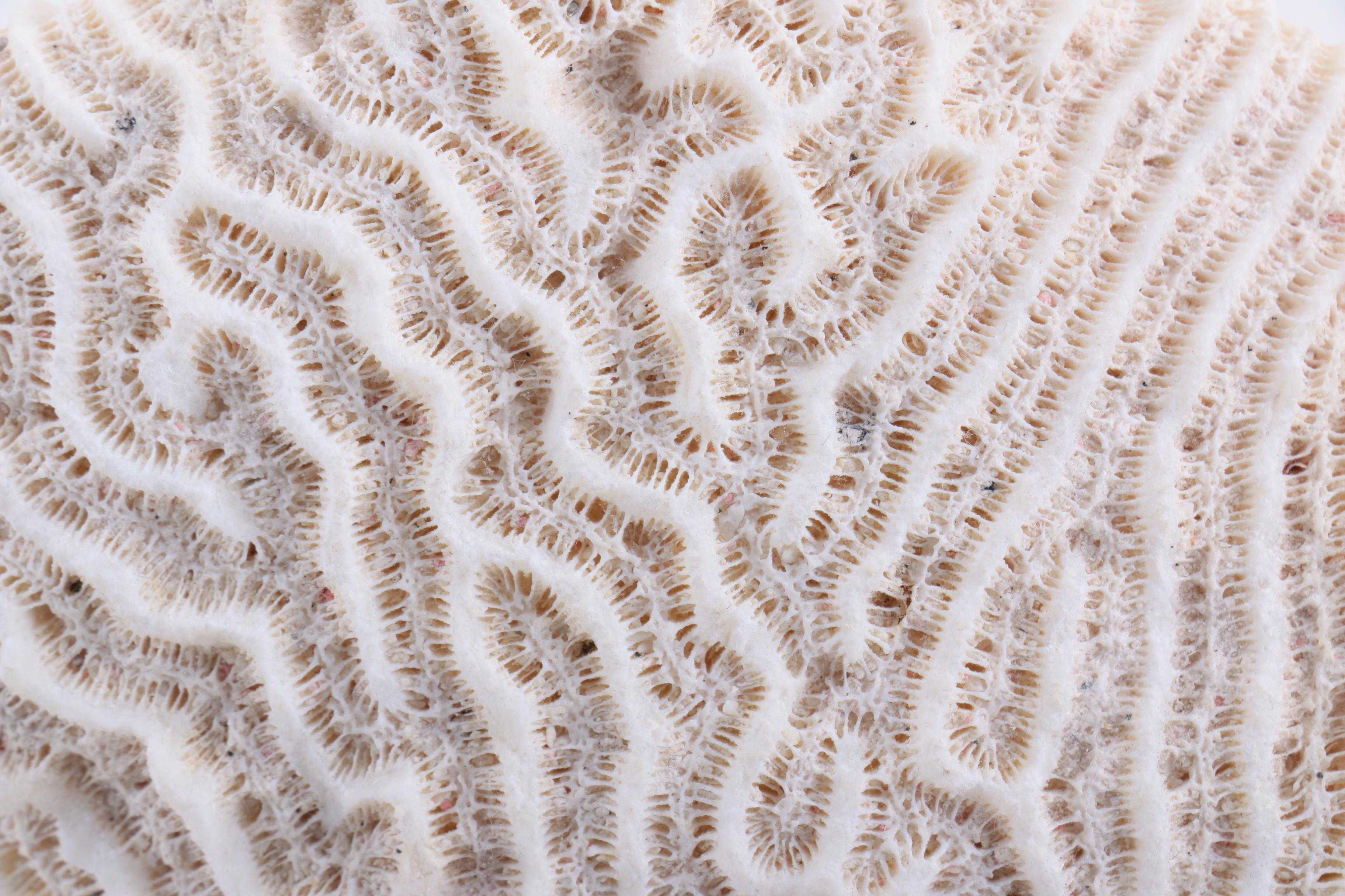 Scleractinian Coral and Ammonoid Fossil Specimens