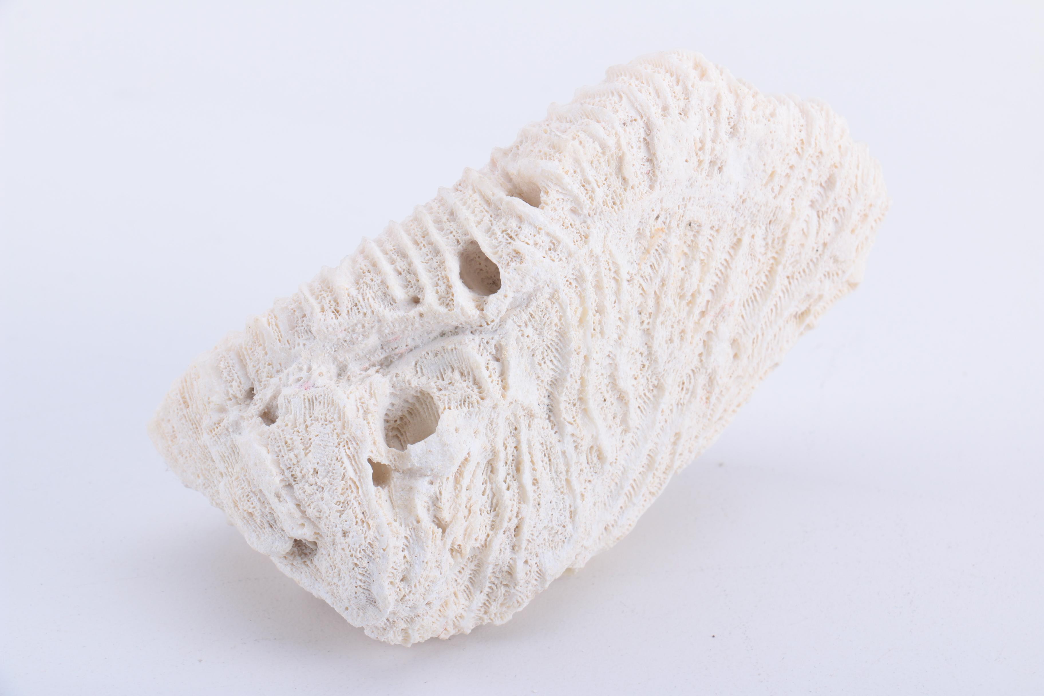 Scleractinian Coral and Ammonoid Fossil Specimens