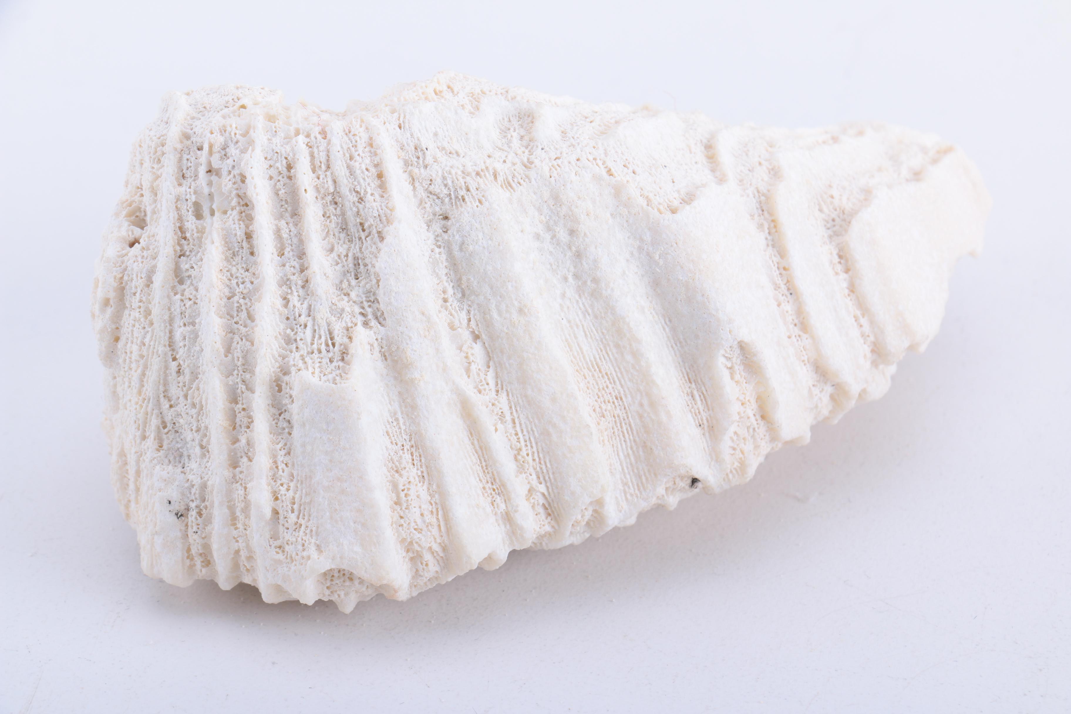 Scleractinian Coral and Ammonoid Fossil Specimens