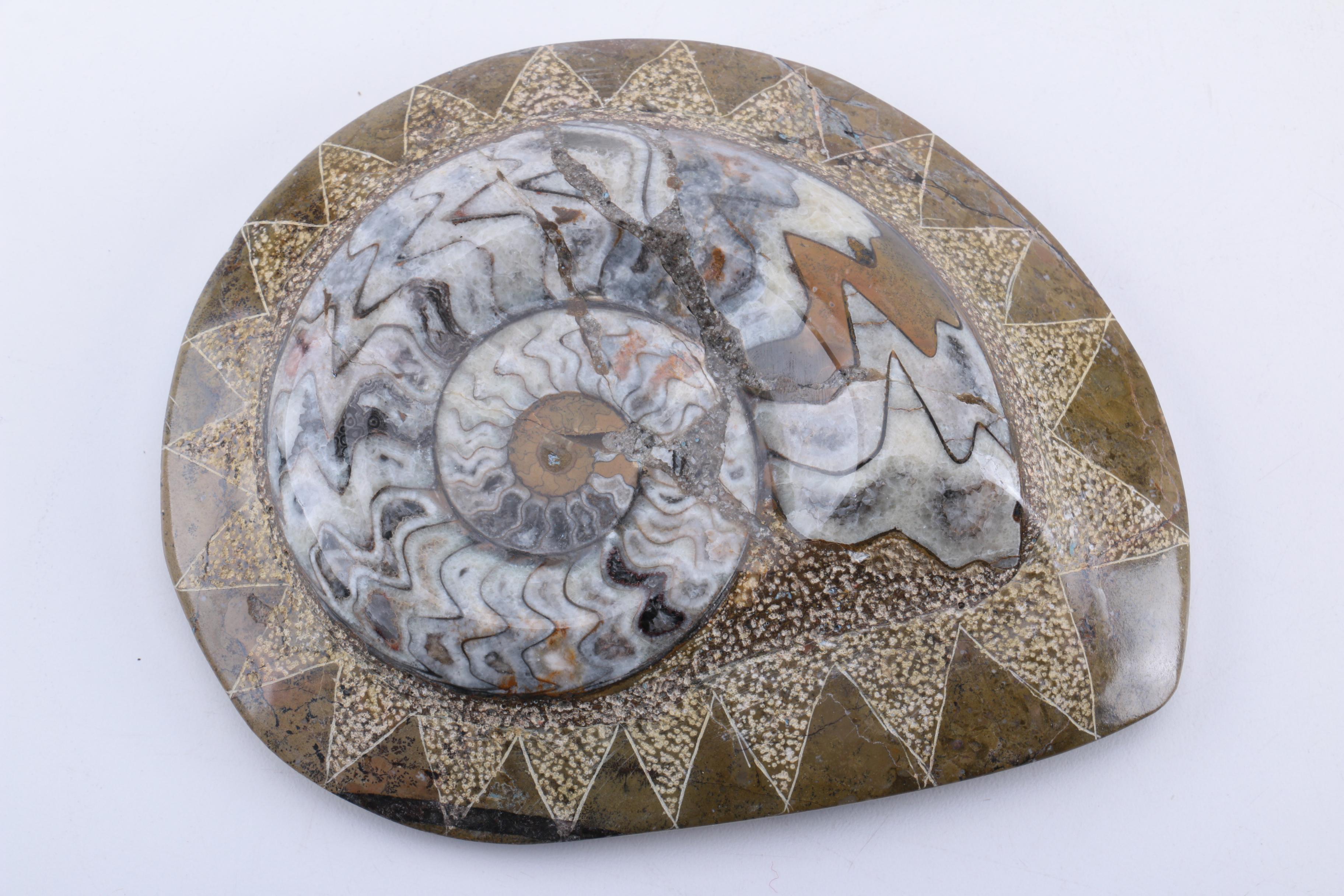 Scleractinian Coral and Ammonoid Fossil Specimens