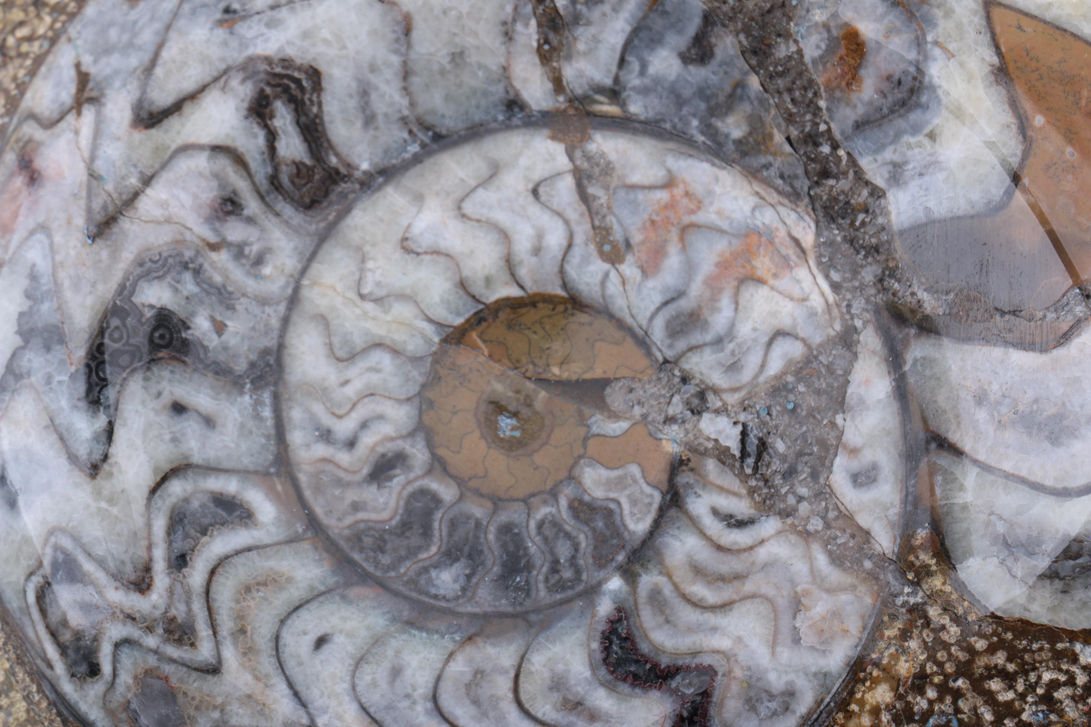 Scleractinian Coral and Ammonoid Fossil Specimens