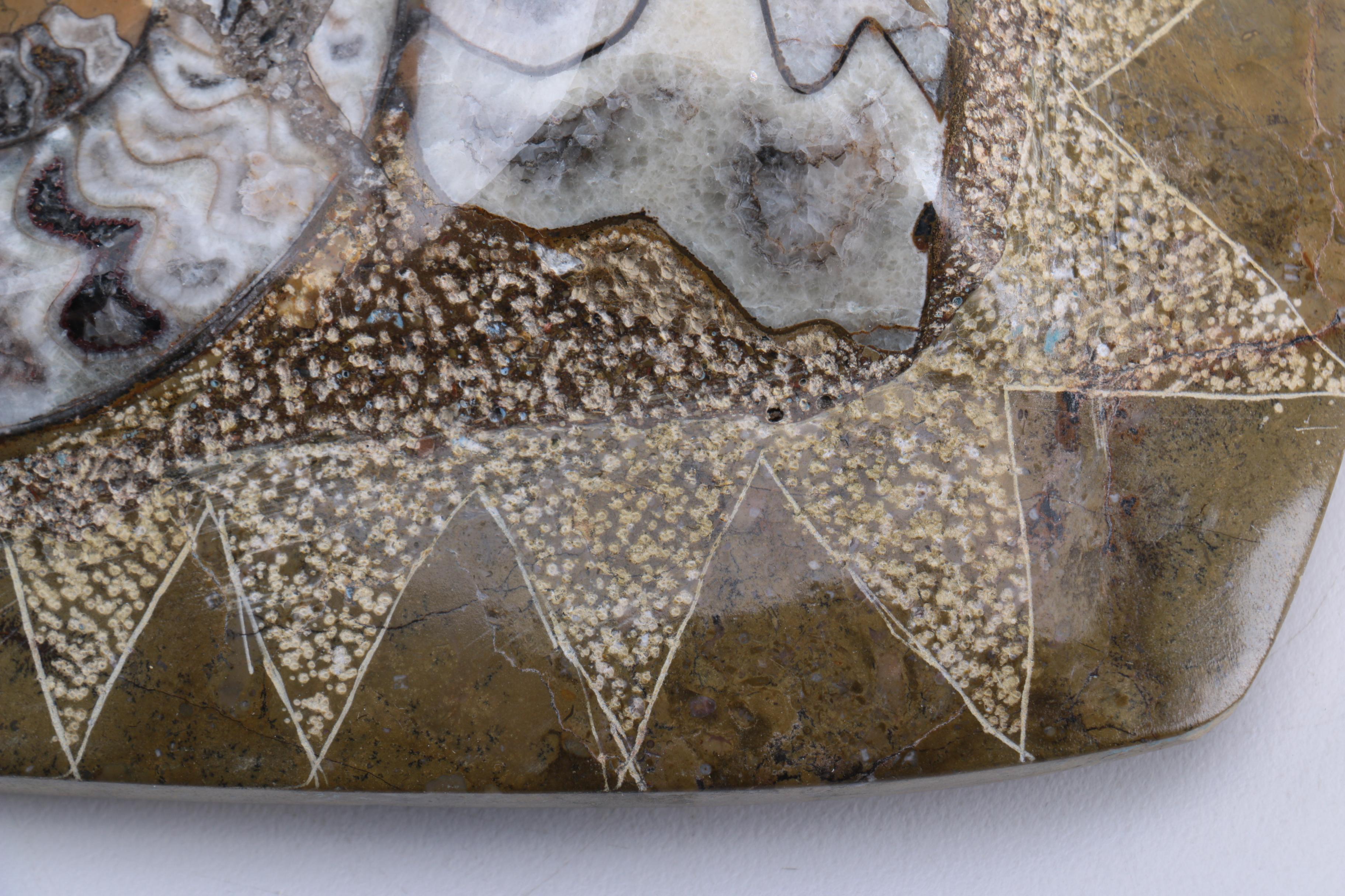 Scleractinian Coral and Ammonoid Fossil Specimens