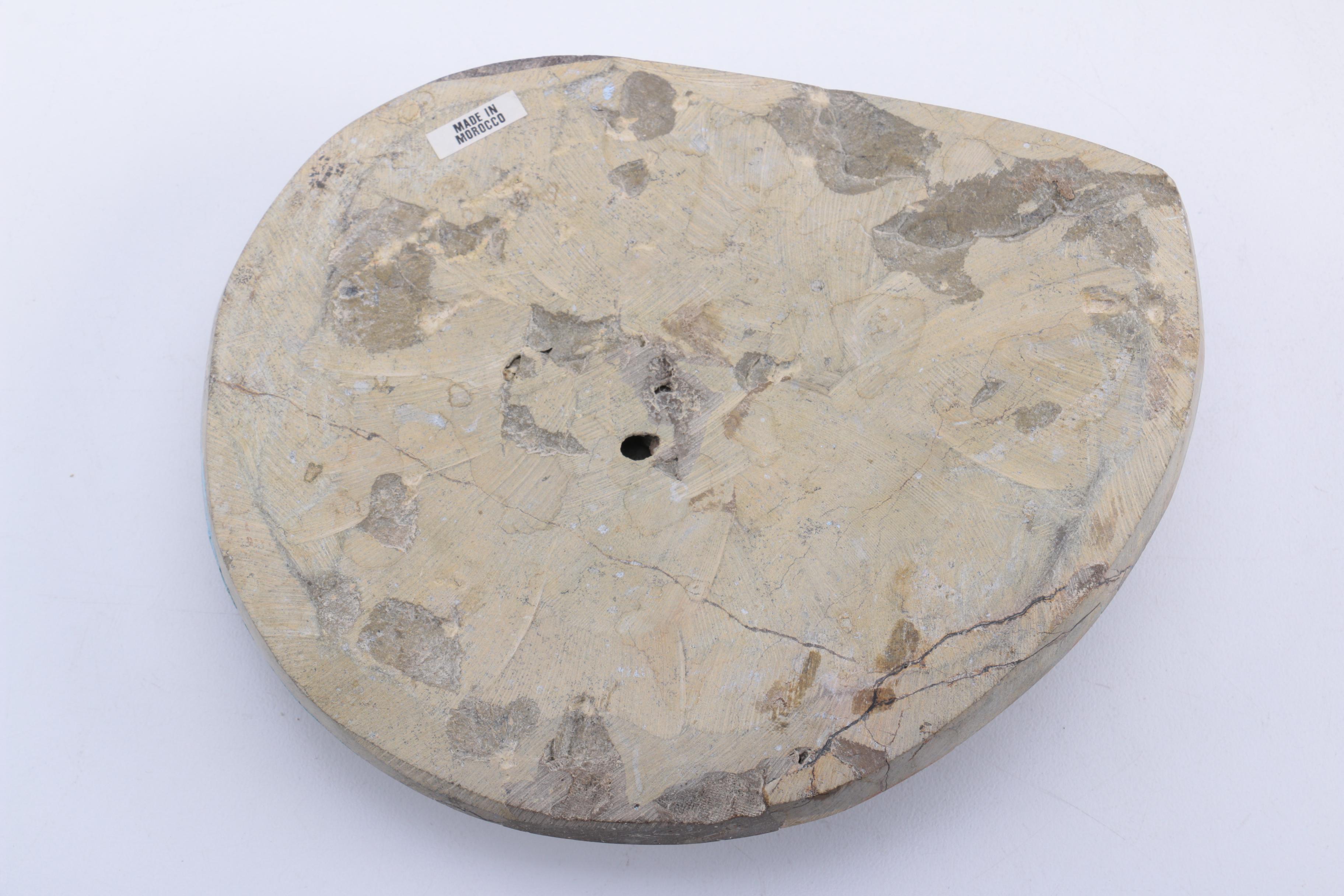 Scleractinian Coral and Ammonoid Fossil Specimens