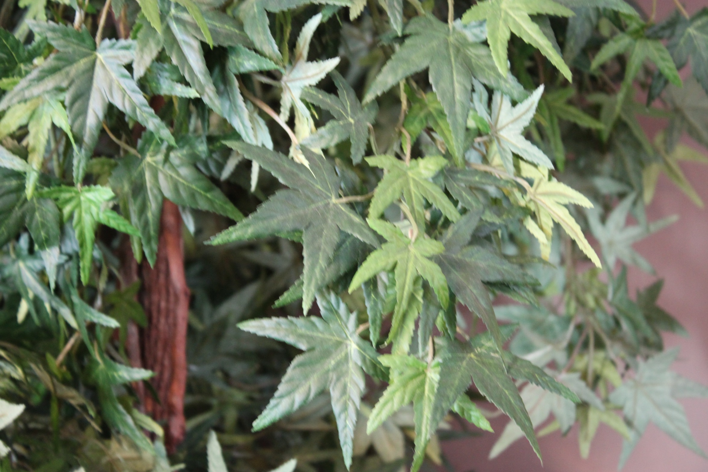 Faux Japanese  Maple Tree in Planter