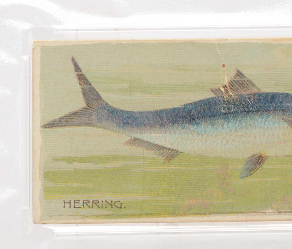 1888 "Duke's Cigarettes" PSA Fish Trading Card