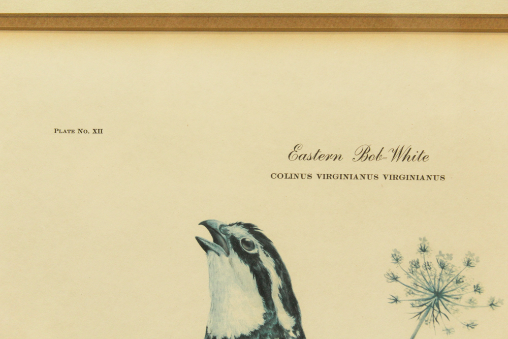 Signed Offset Lithograph After Ray Harm "Eastern Bob-White"