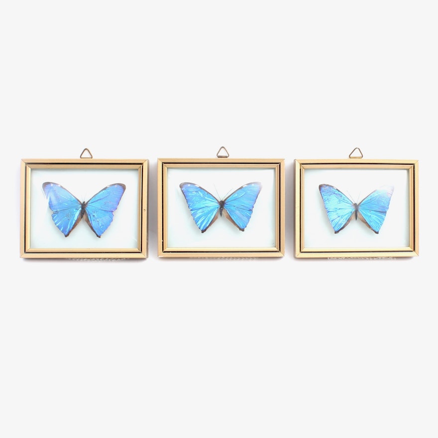 Framed Morpho Blue Butterfly Specimens