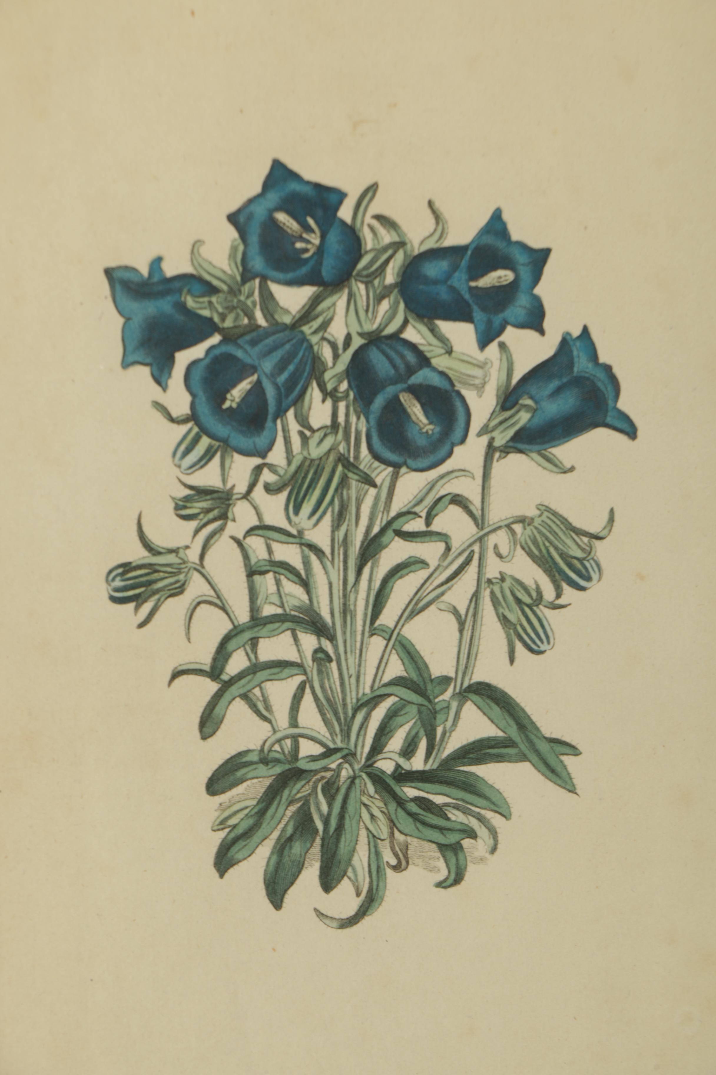 Hand Colored Botanical Engravings