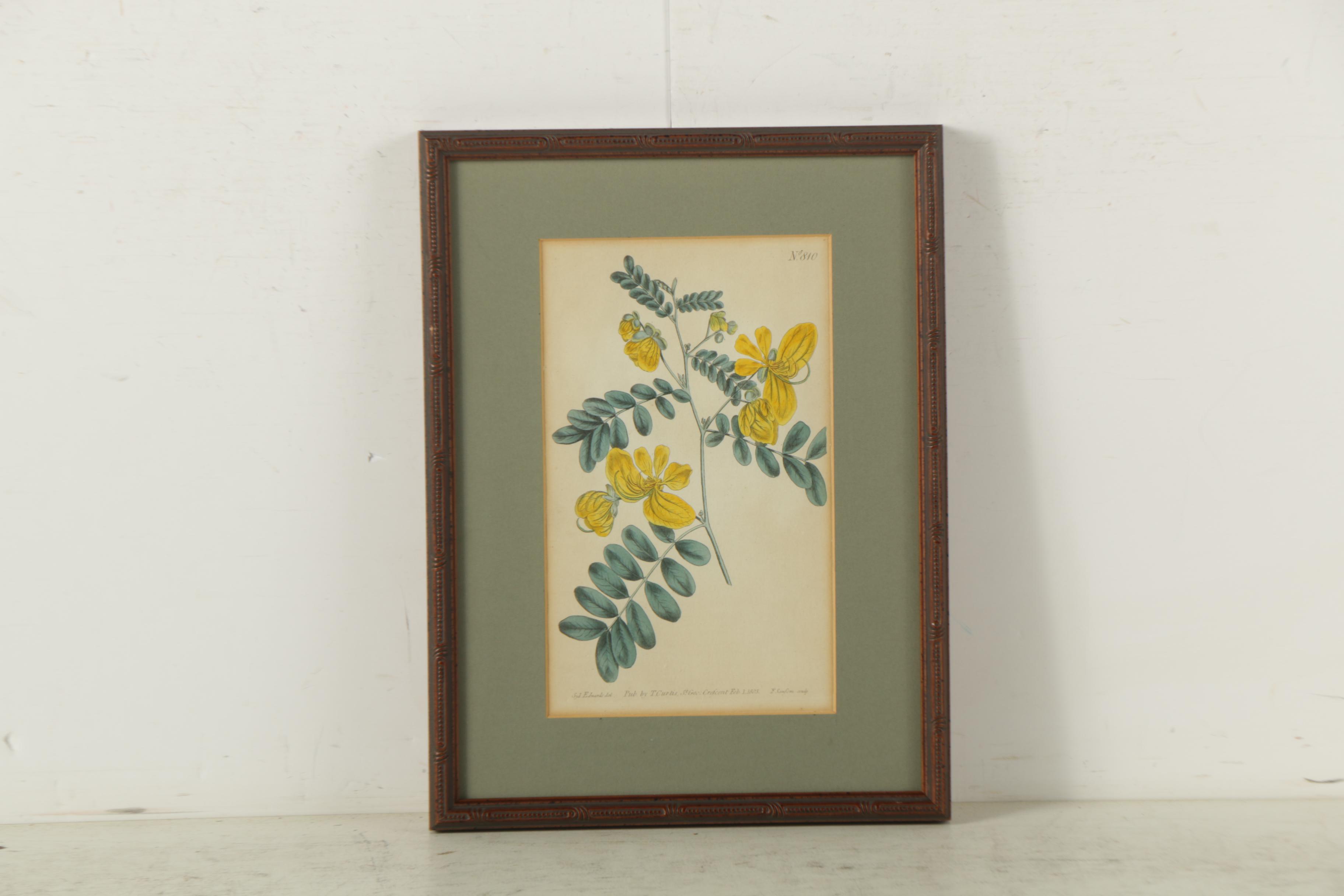 Hand Colored Botanical Engravings