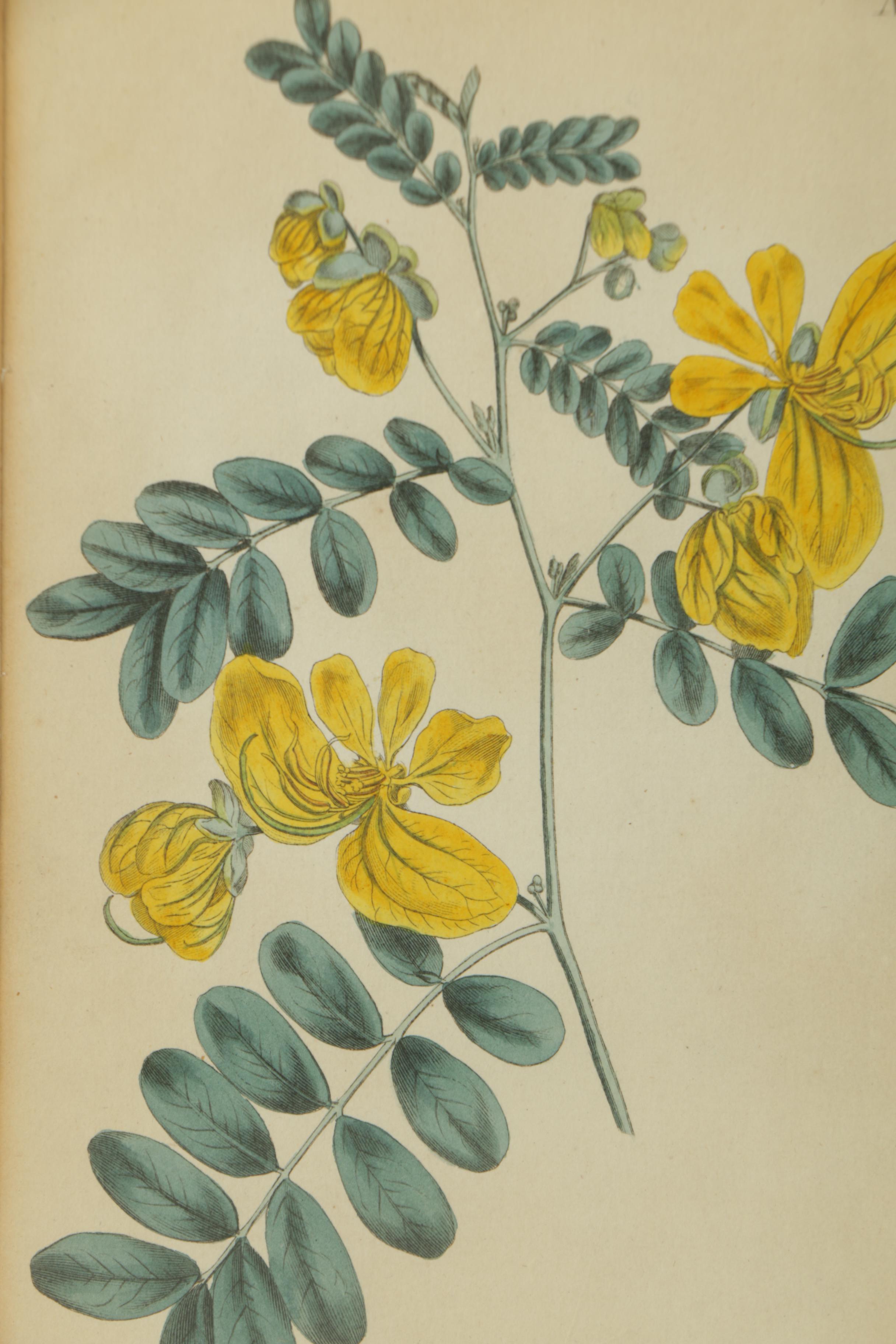 Hand Colored Botanical Engravings