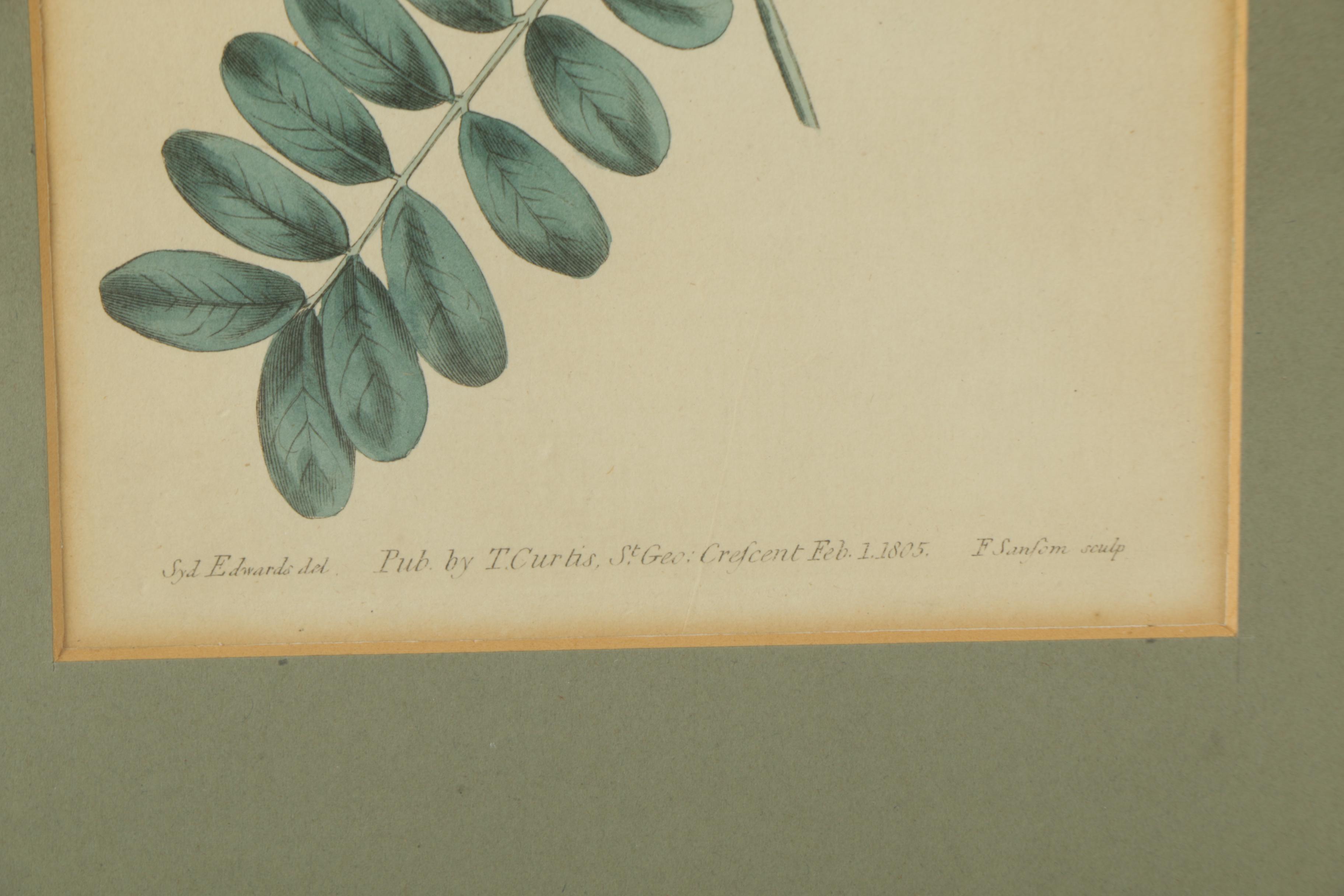 Hand Colored Botanical Engravings