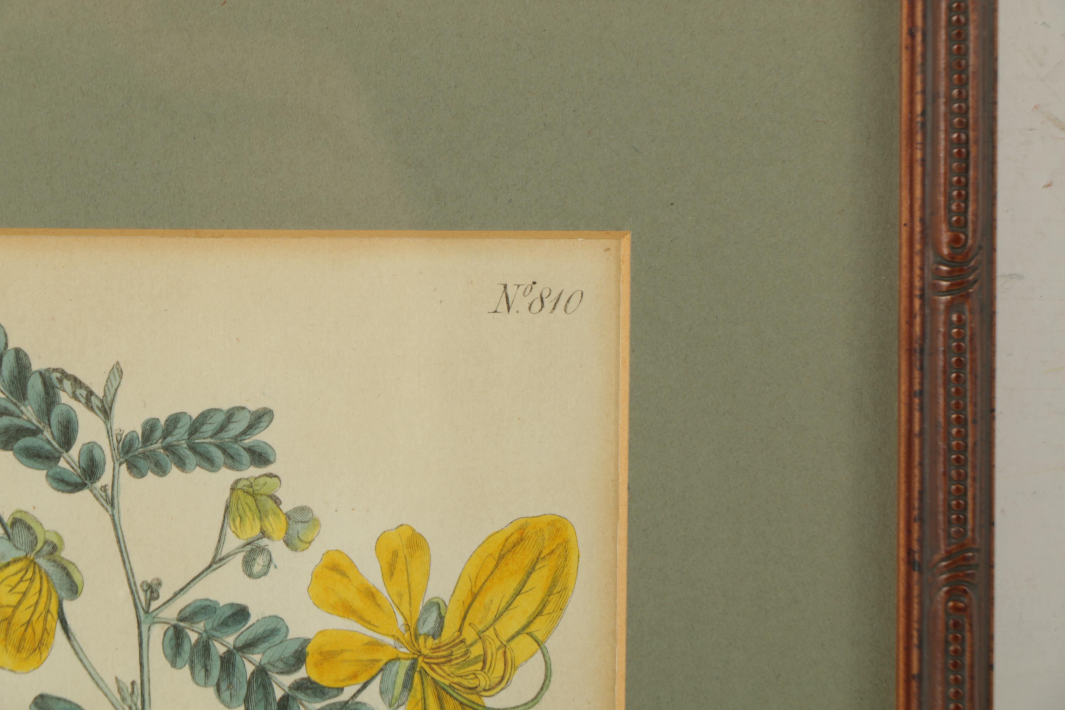 Hand Colored Botanical Engravings