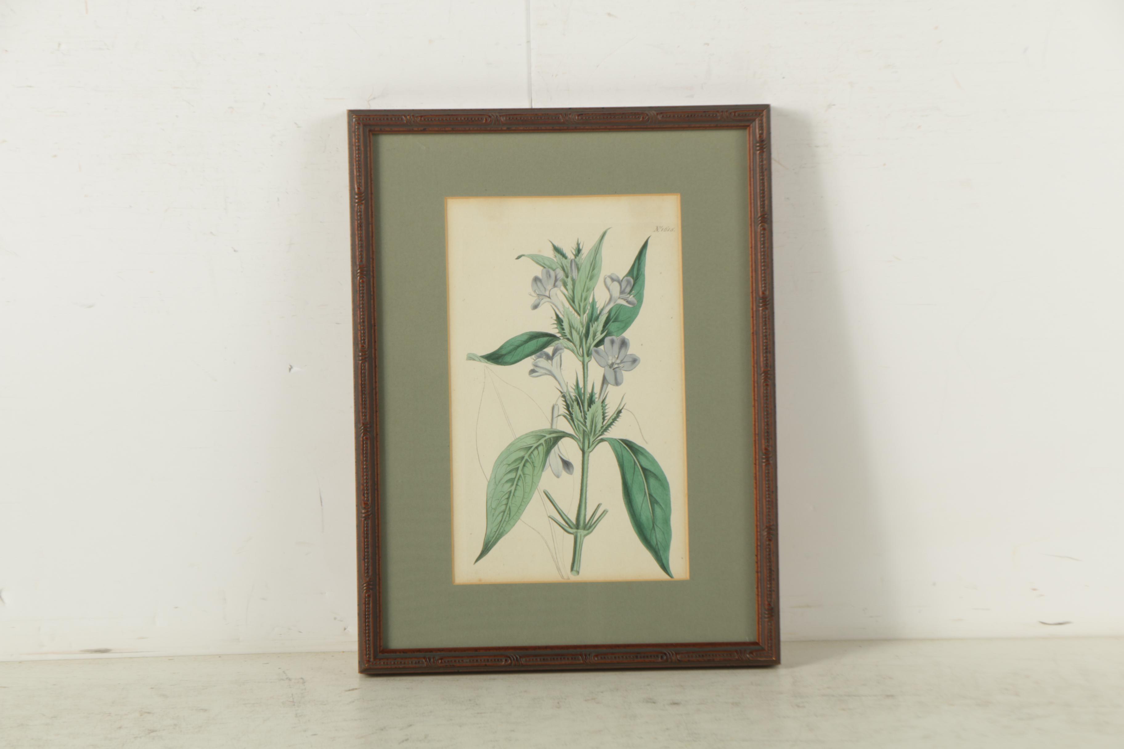 Hand Colored Botanical Engravings
