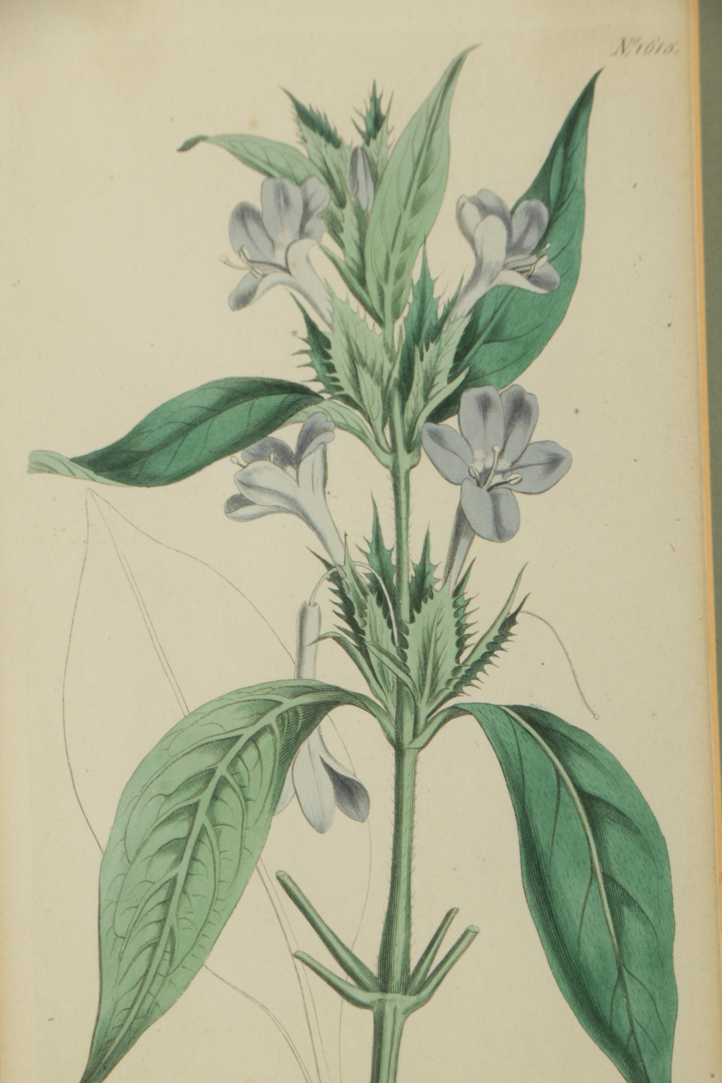 Hand Colored Botanical Engravings