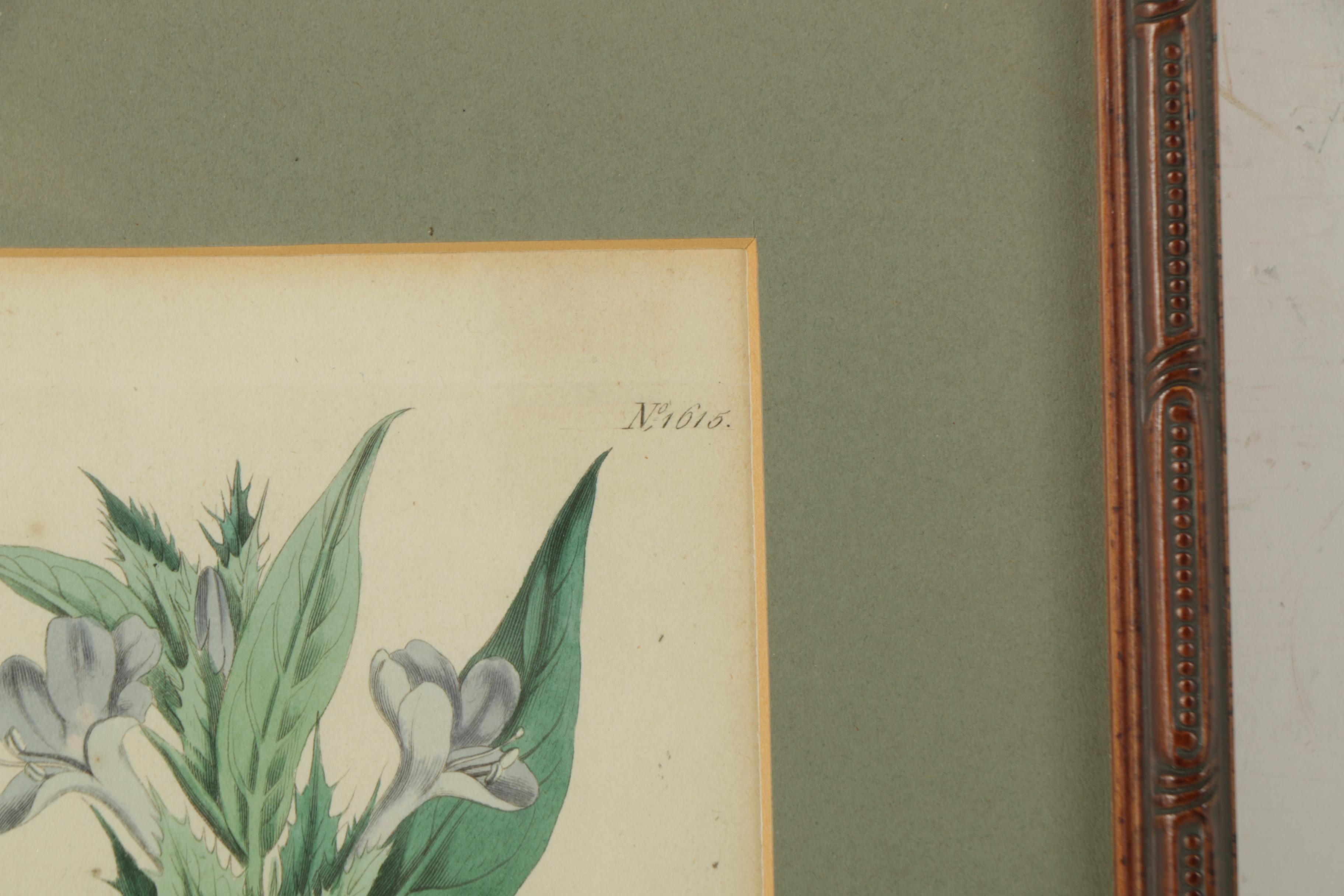 Hand Colored Botanical Engravings
