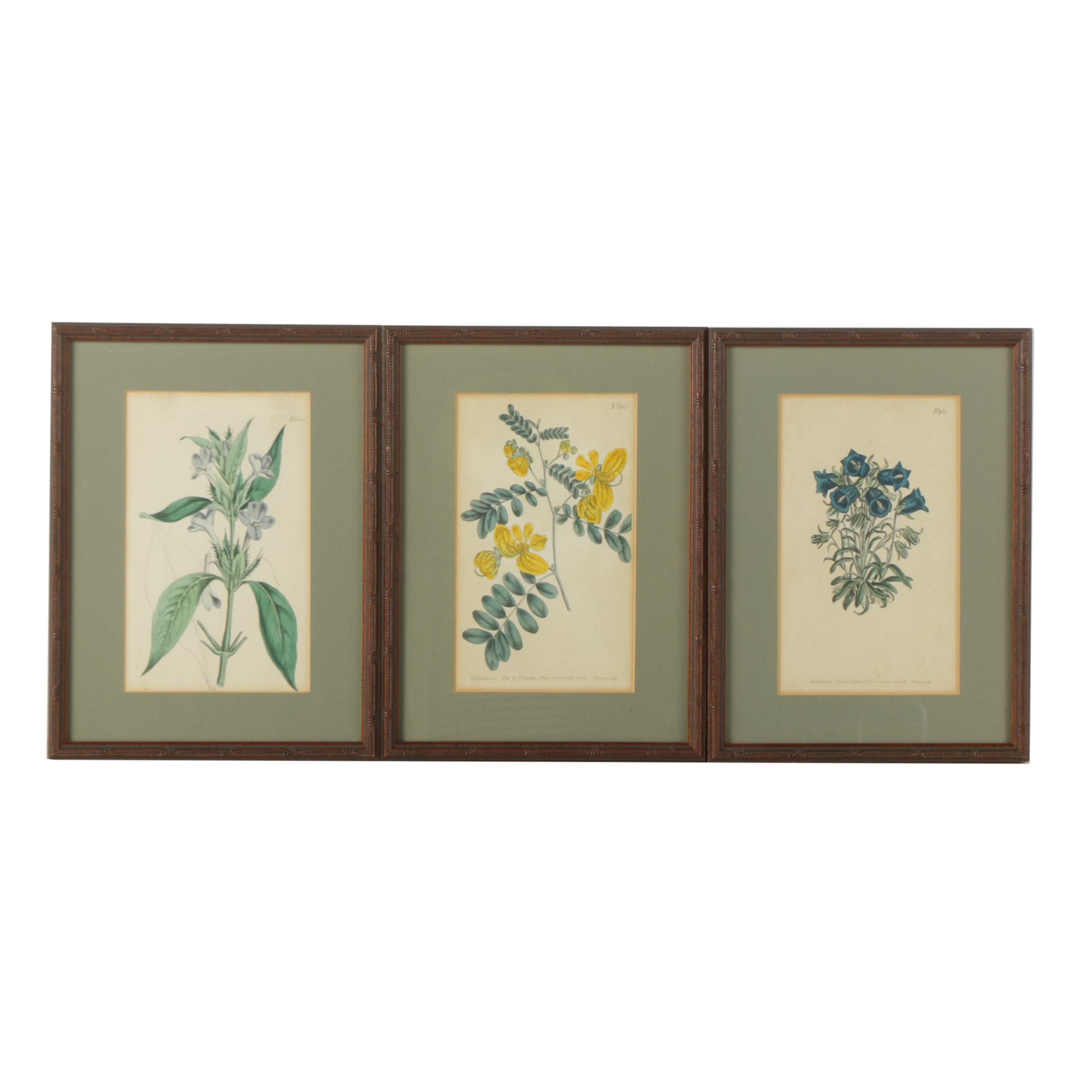 Hand Colored Botanical Engravings