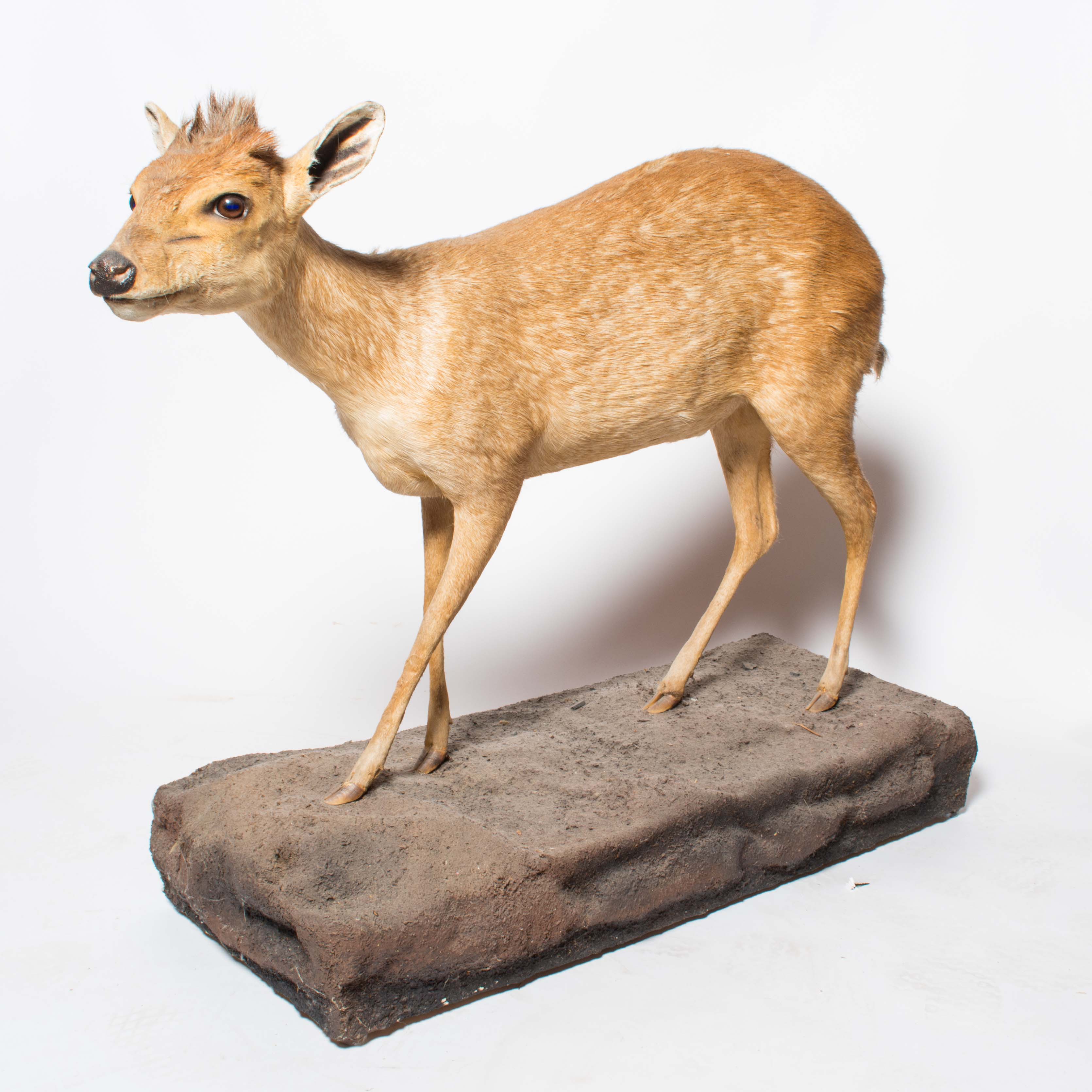 Taxidermy Oribi Buck on Museum Mount