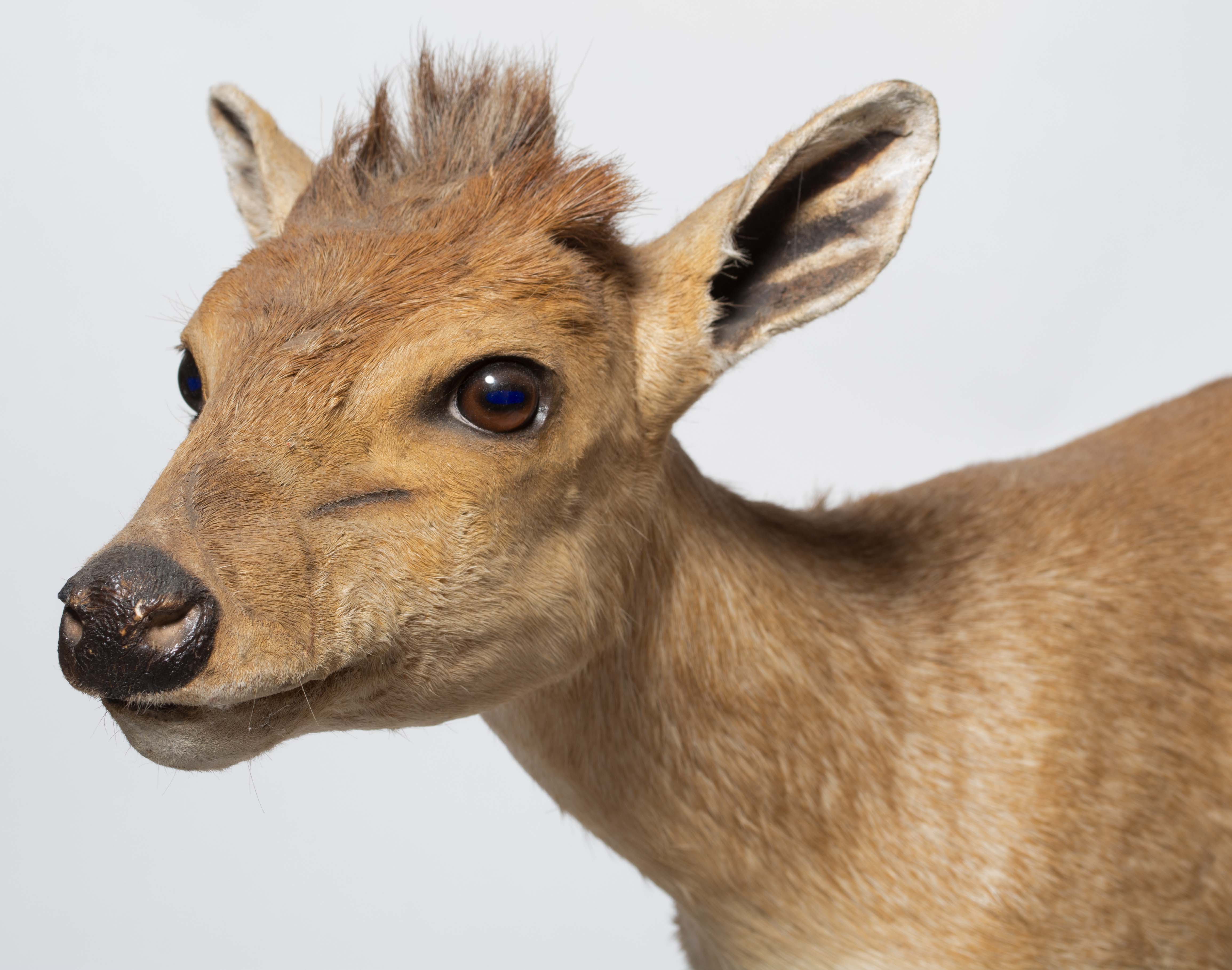 Taxidermy Oribi Buck on Museum Mount