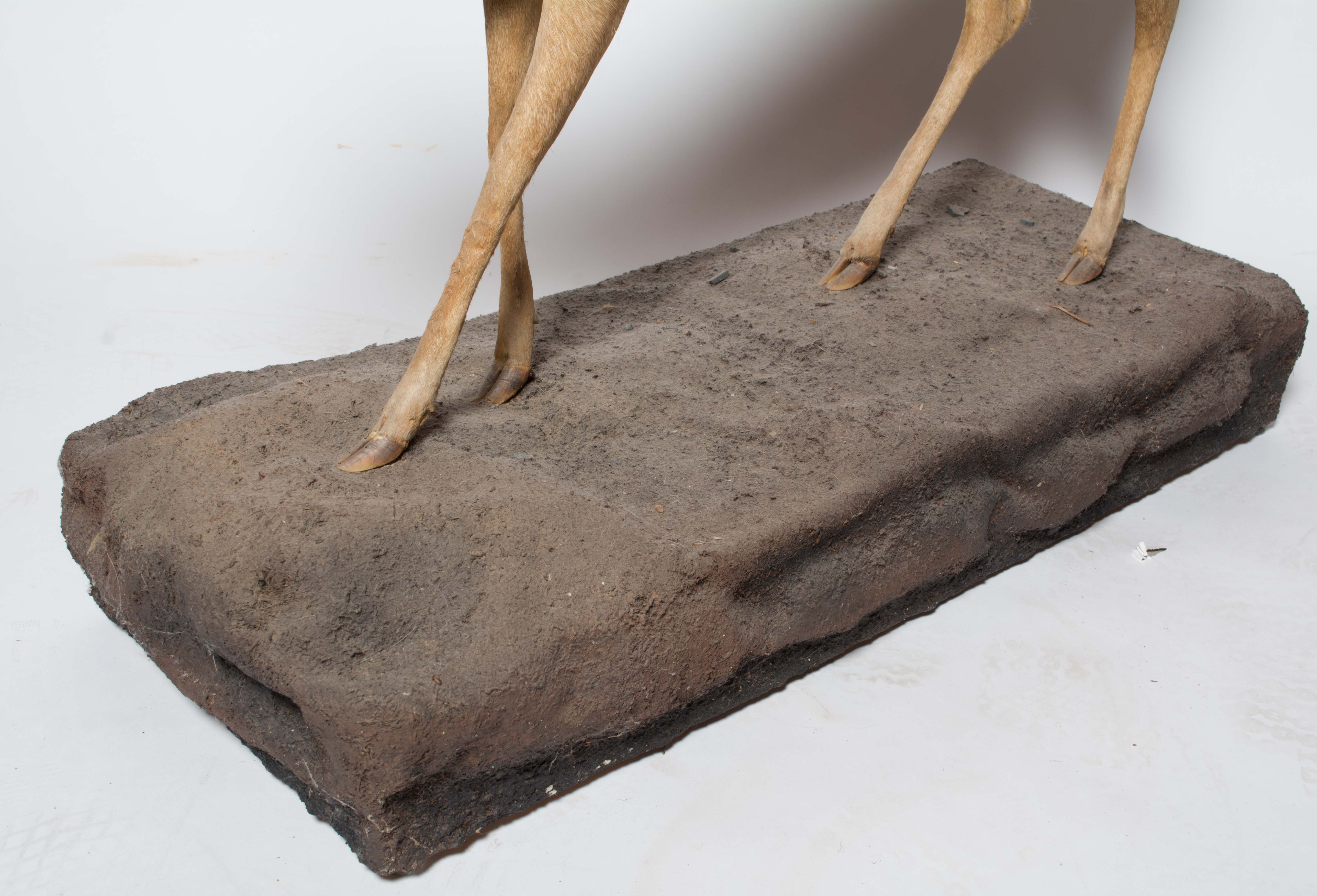 Taxidermy Oribi Buck on Museum Mount