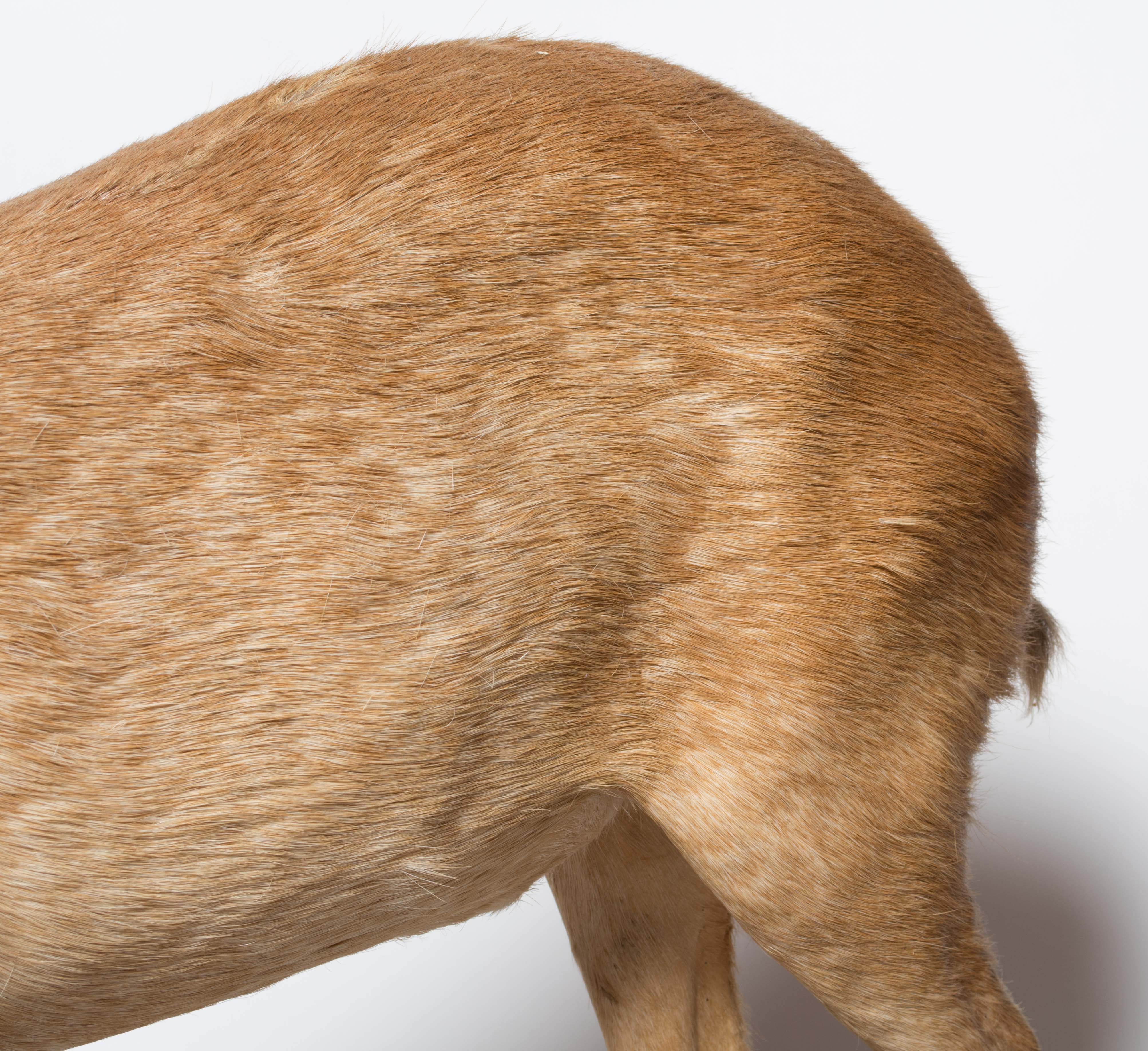 Taxidermy Oribi Buck on Museum Mount