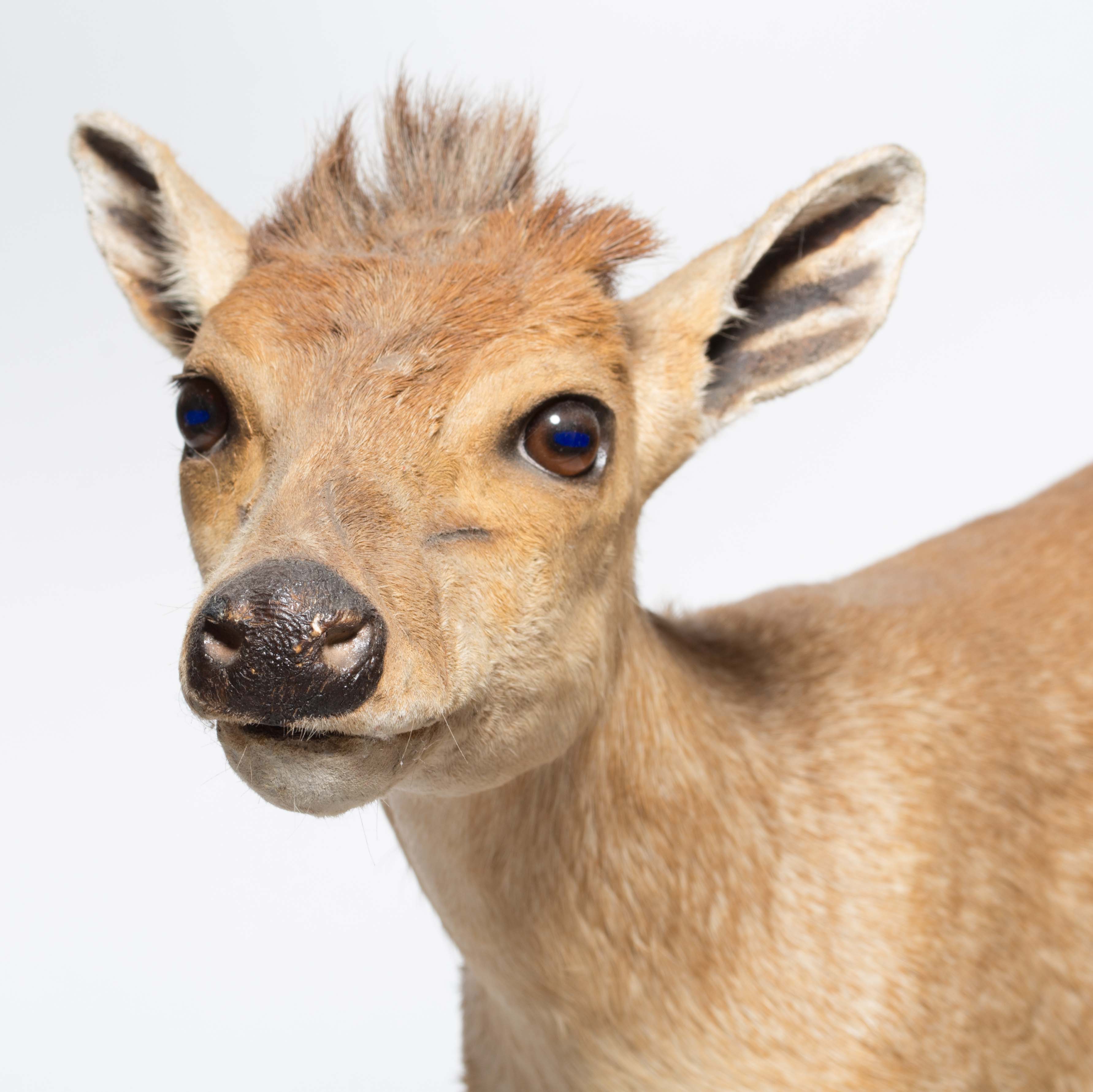 Taxidermy Oribi Buck on Museum Mount