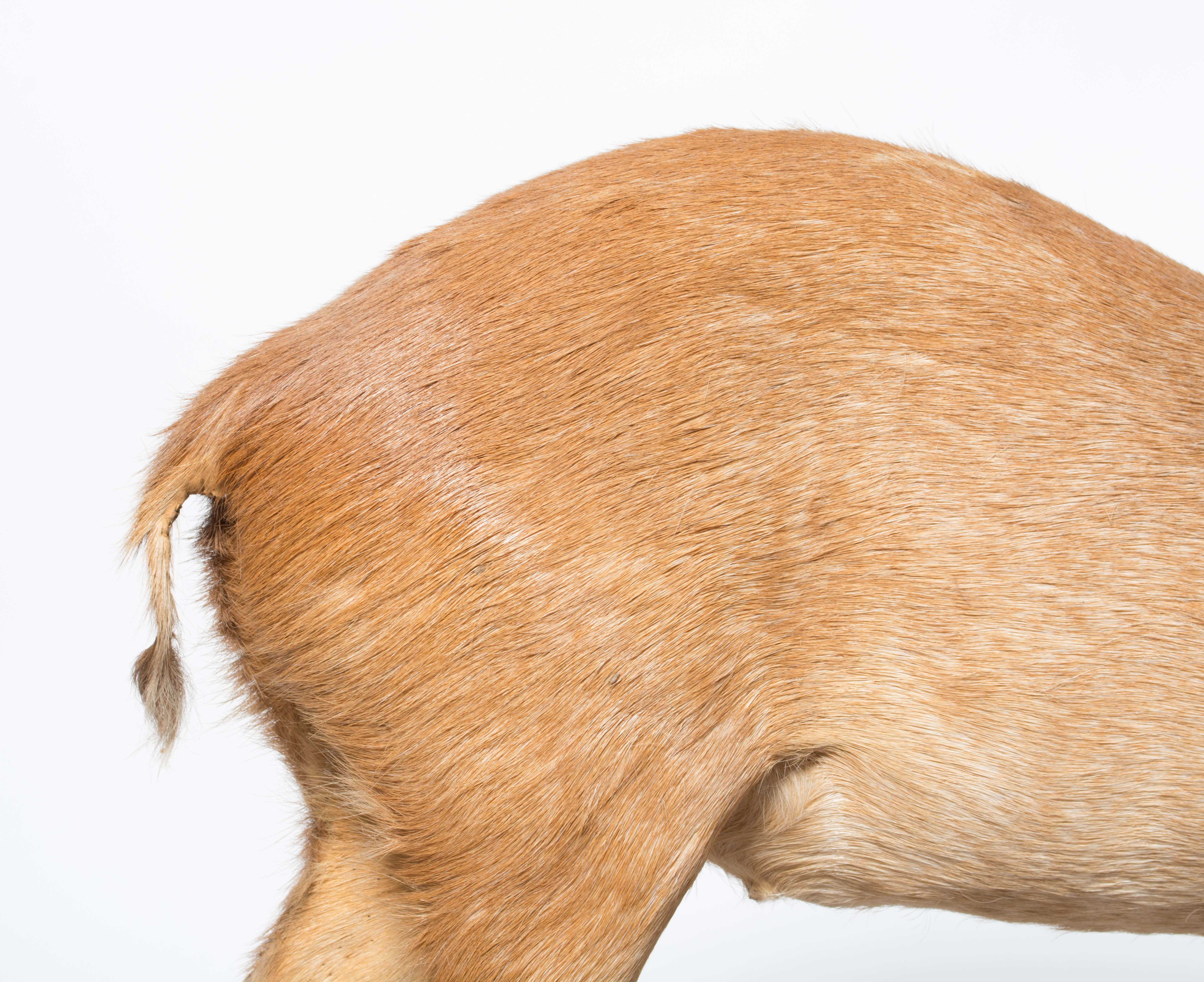 Taxidermy Oribi Buck on Museum Mount